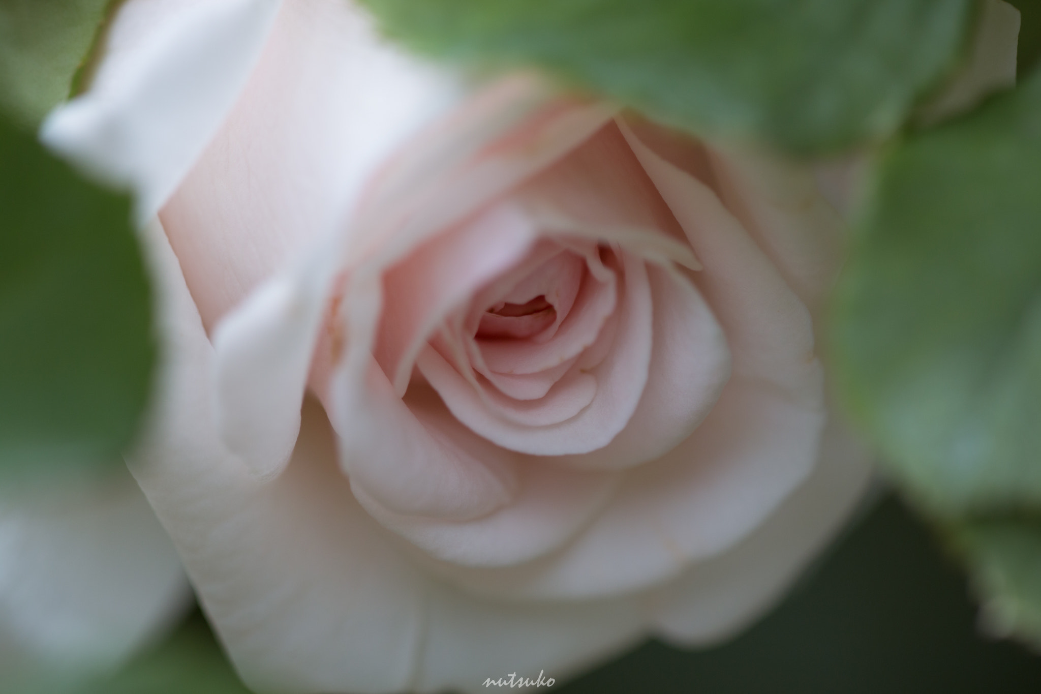 Sigma APO Macro 150mm f/2.8 EX DG HSM sample photo. Shy rose photography