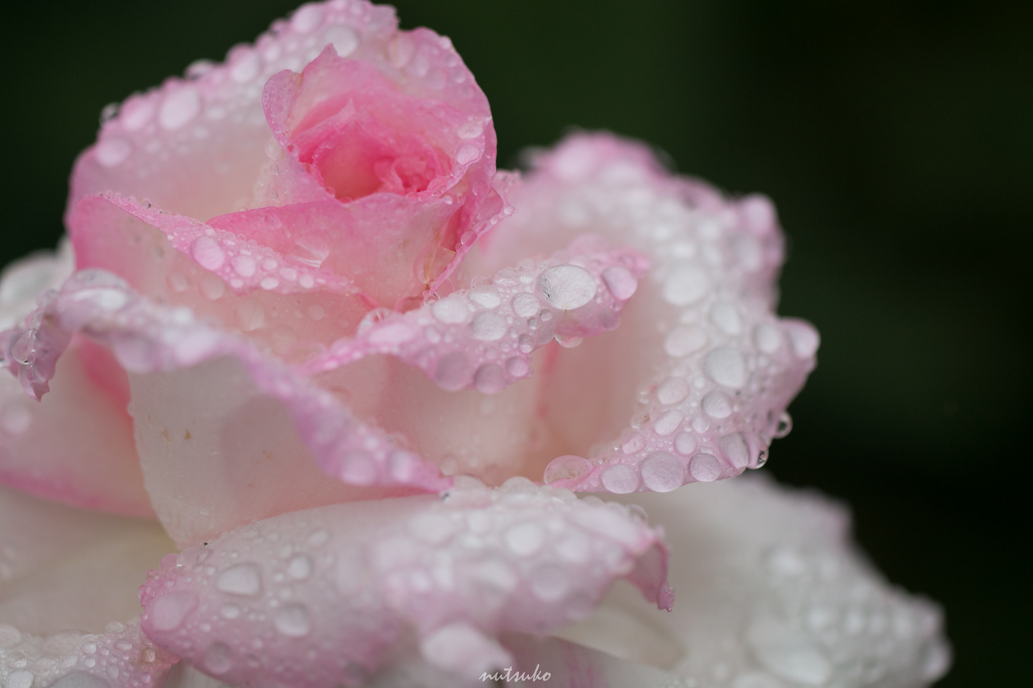 Sigma APO Macro 150mm f/2.8 EX DG HSM sample photo. Rainy rose photography
