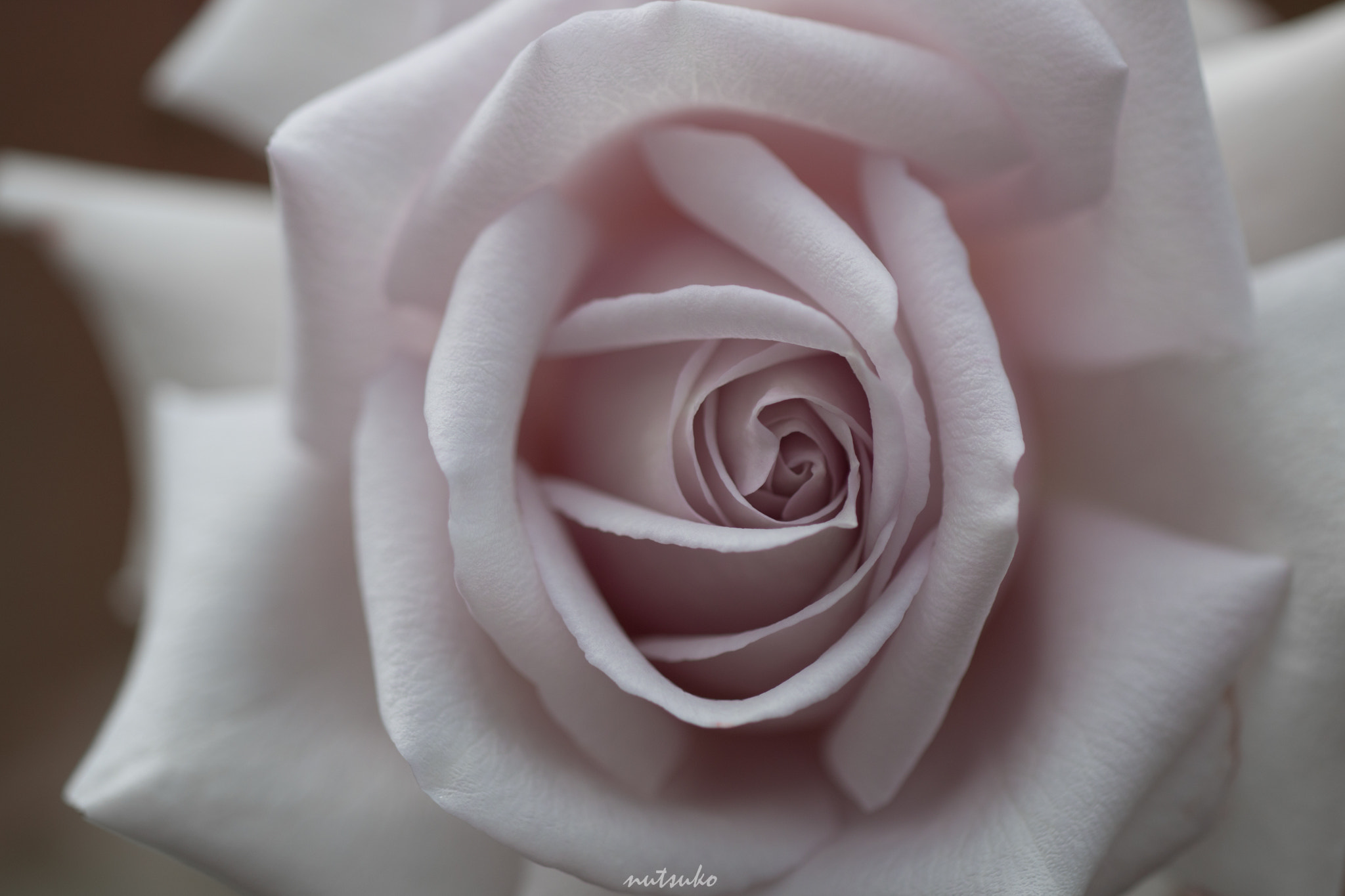 Sigma APO Macro 150mm f/2.8 EX DG HSM sample photo. Blue rose photography