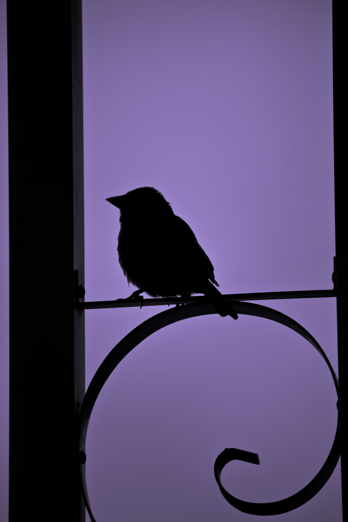 Canon EF-S 55-250mm F4-5.6 IS sample photo. Lone sparrow photography
