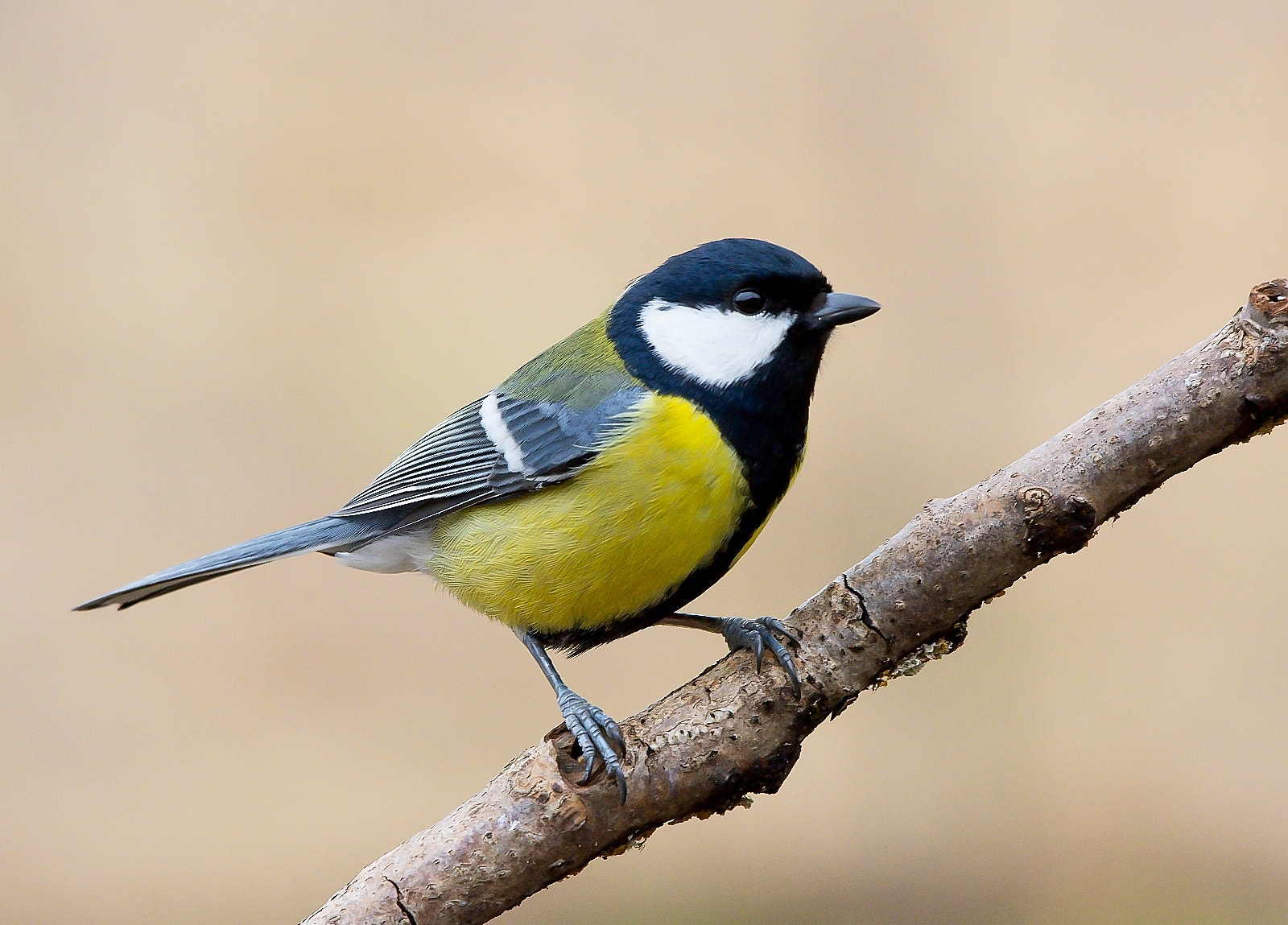 Nikon D7200 + Sigma 120-400mm F4.5-5.6 DG OS HSM sample photo. Great tit photography