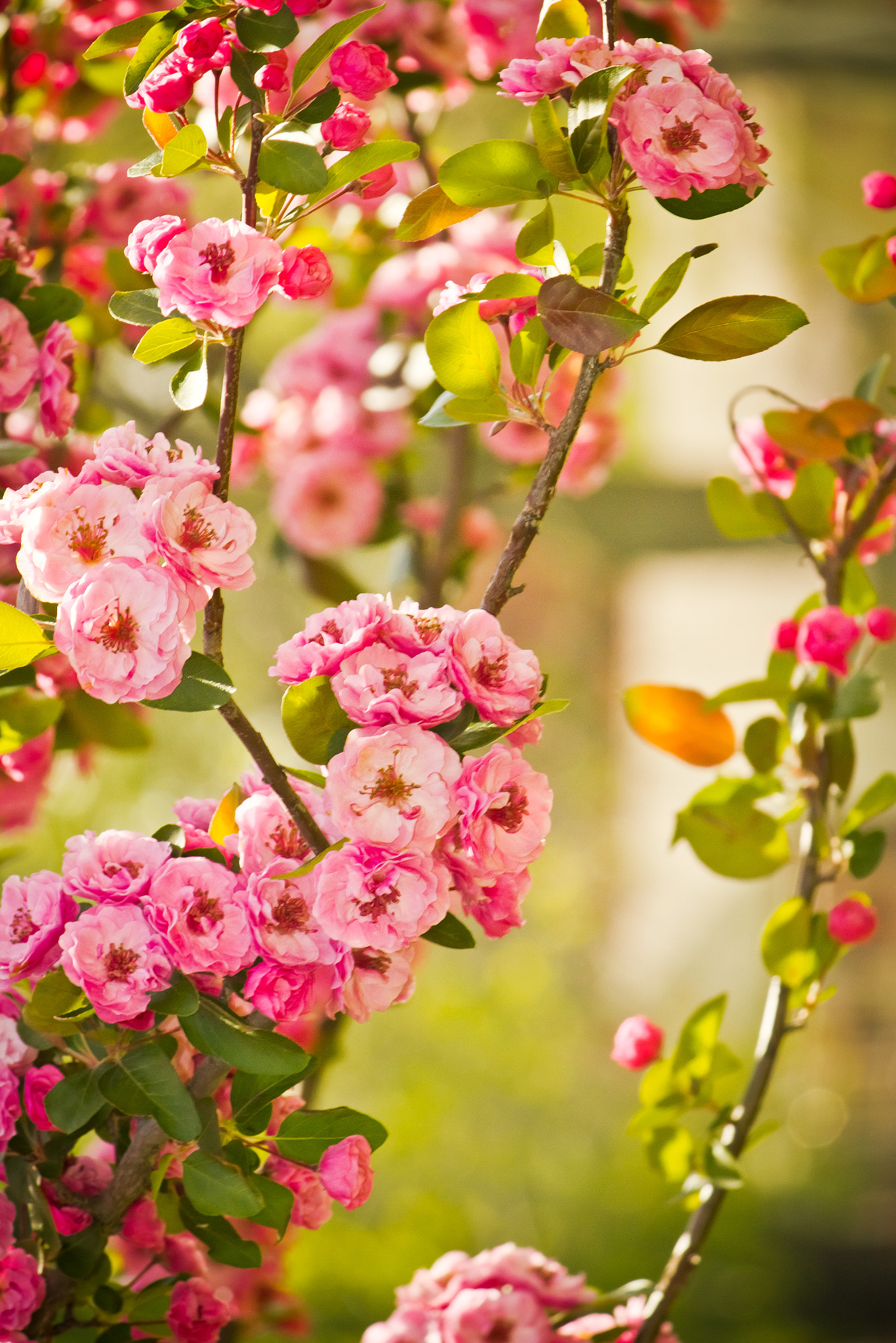 Canon EF-S 55-250mm F4-5.6 IS sample photo. Ordinarily pink photography