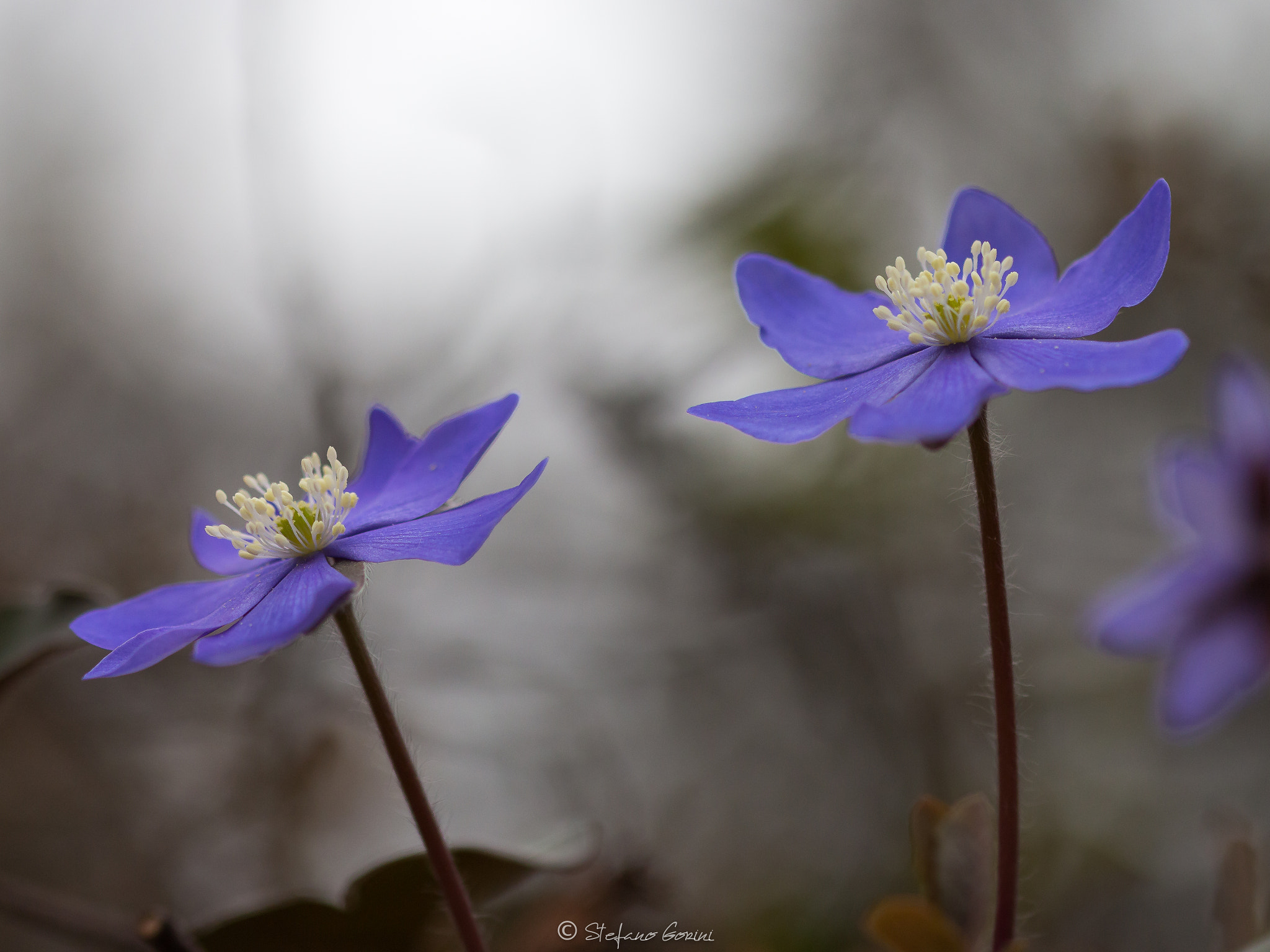 Sigma 105mm F2.8 EX DG OS HSM sample photo. Erba trinità photography