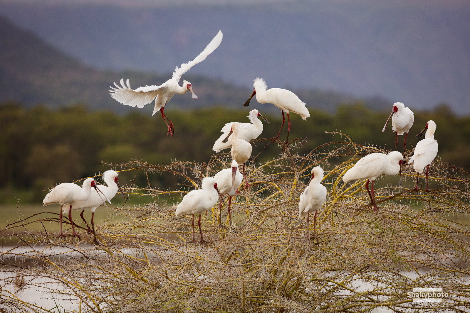 Canon EOS 5DS R + Canon EF 200-400mm F4L IS USM Extender 1.4x sample photo. Spoonbills photography