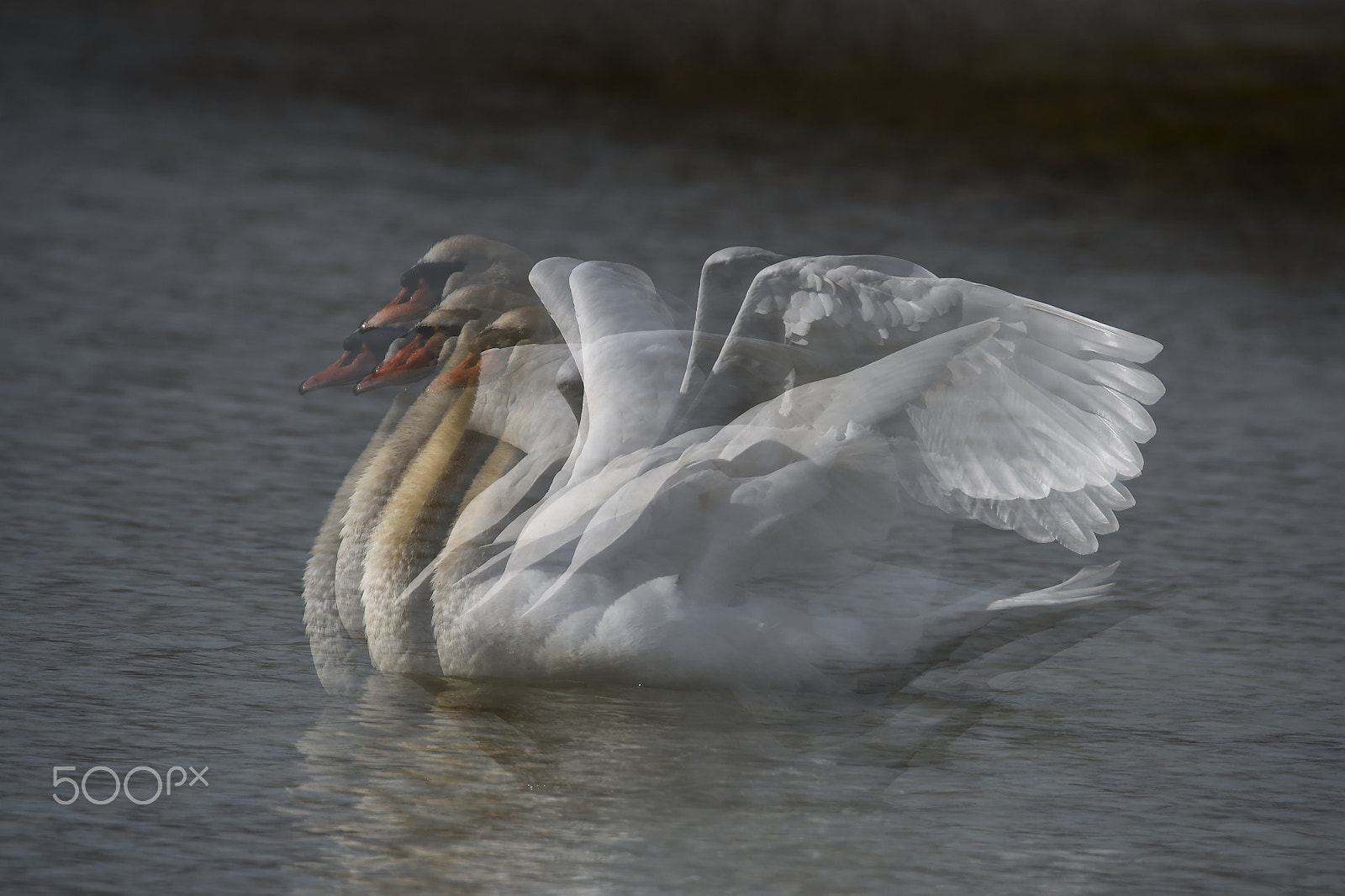 Nikon D500 + Sigma 150-600mm F5-6.3 DG OS HSM | S sample photo. "my way" photography