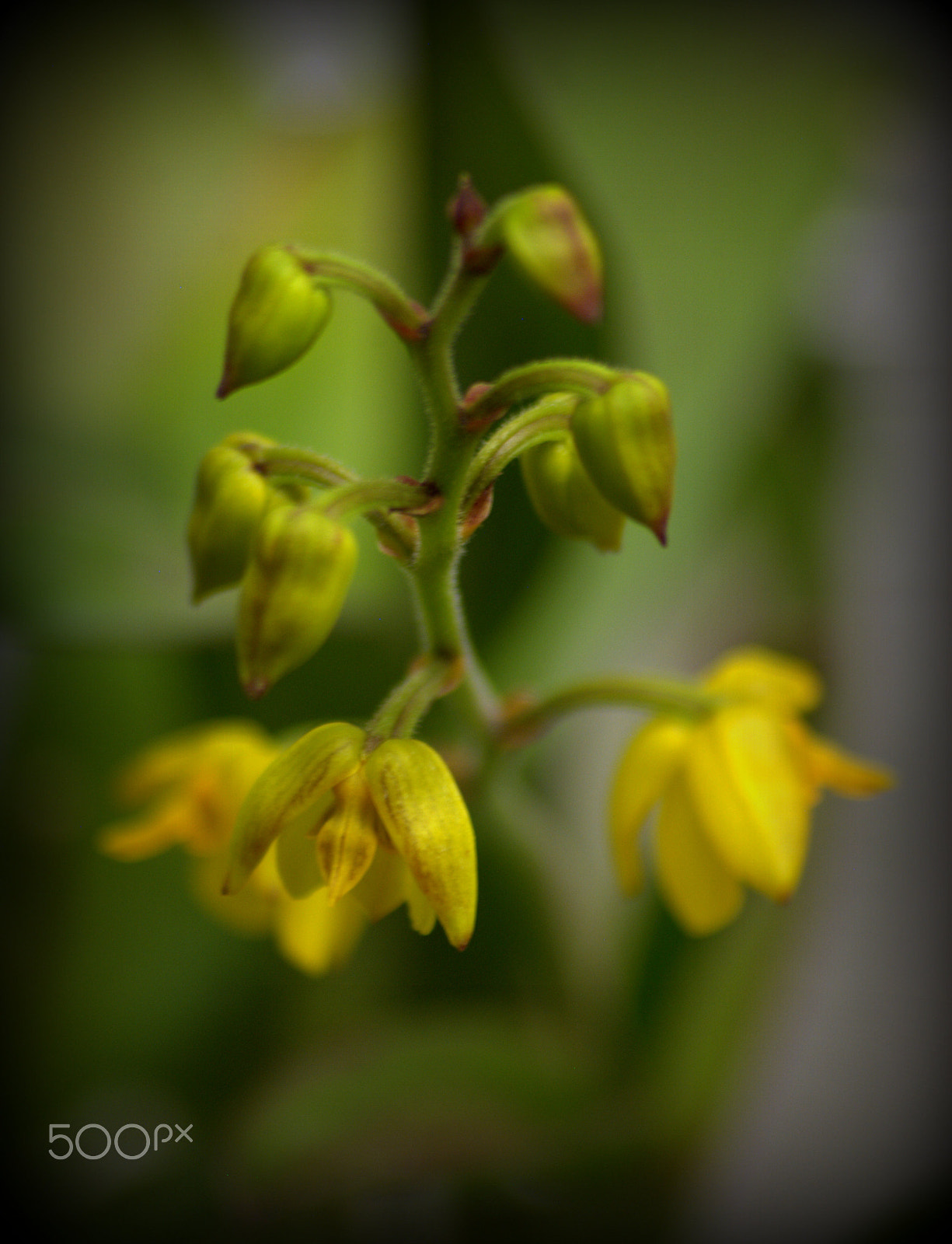 Sigma 70-300mm F4-5.6 APO DG Macro sample photo. Orchid flower photography