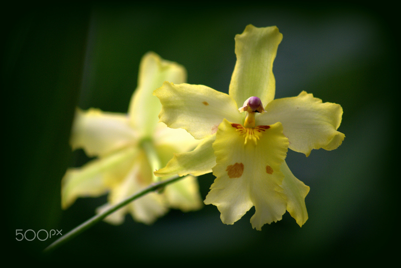 Nikon D3000 + Sigma 70-300mm F4-5.6 APO DG Macro sample photo. Orchid flower photography