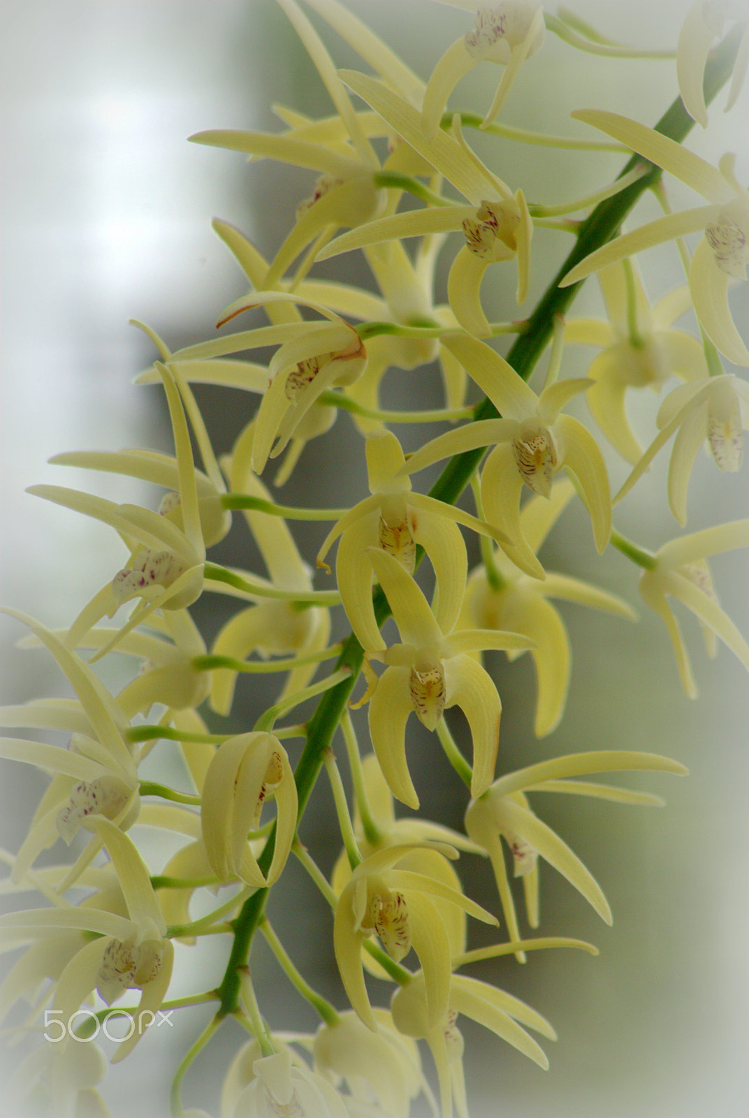 Sigma 70-300mm F4-5.6 APO DG Macro sample photo. Orchid flower photography
