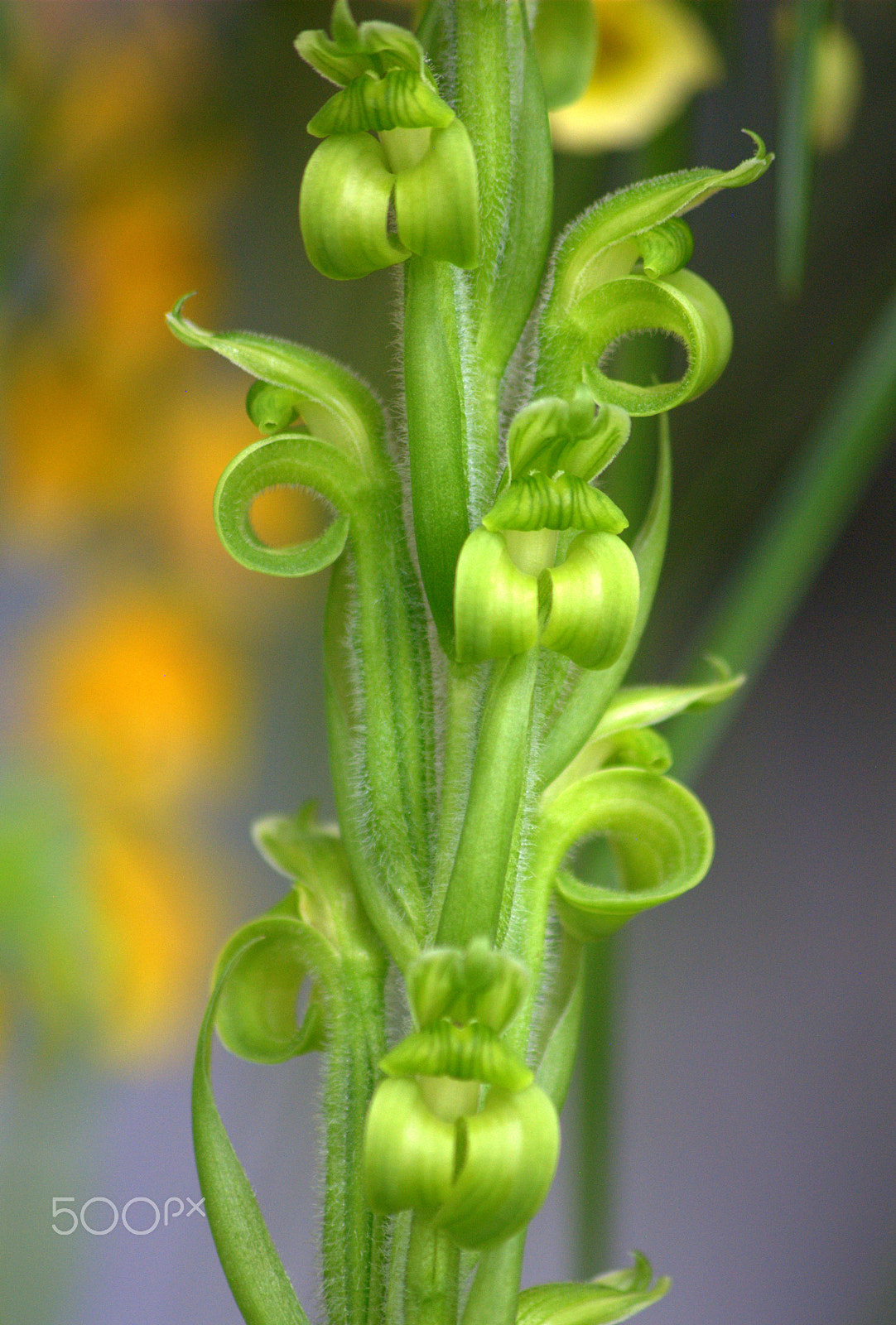 Sigma 70-300mm F4-5.6 APO DG Macro sample photo. Orchid flower photography