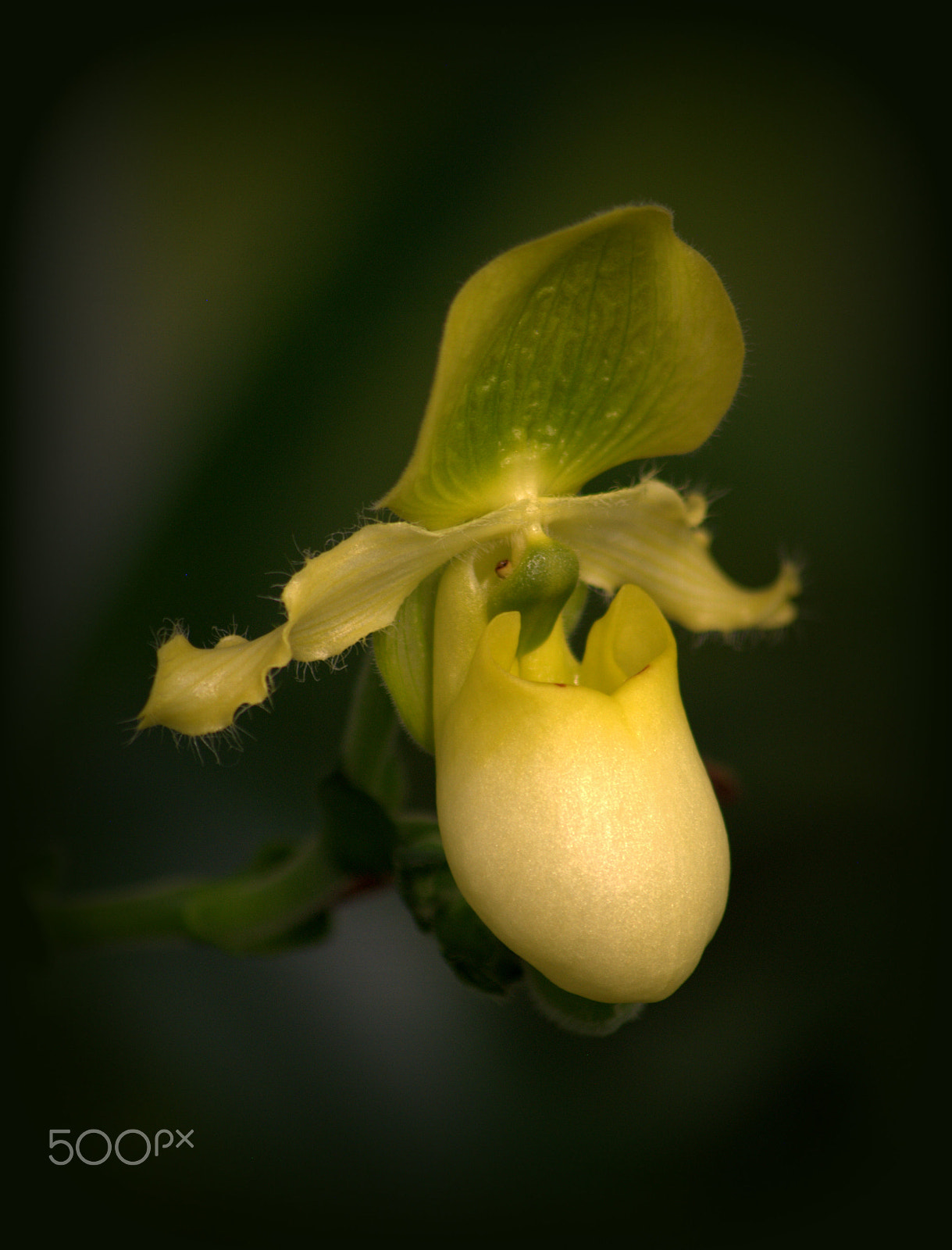 Nikon D3000 + Sigma 70-300mm F4-5.6 APO DG Macro sample photo. Orchid flower photography