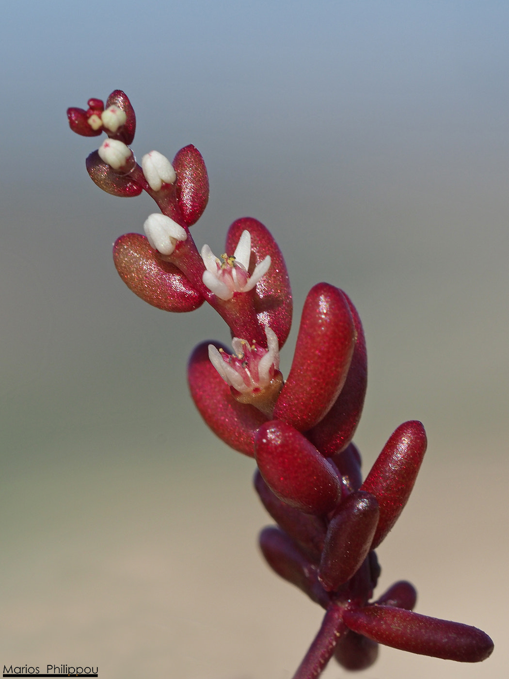 Olympus M.Zuiko Digital ED 60mm F2.8 Macro sample photo. Sedum microcarpum photography