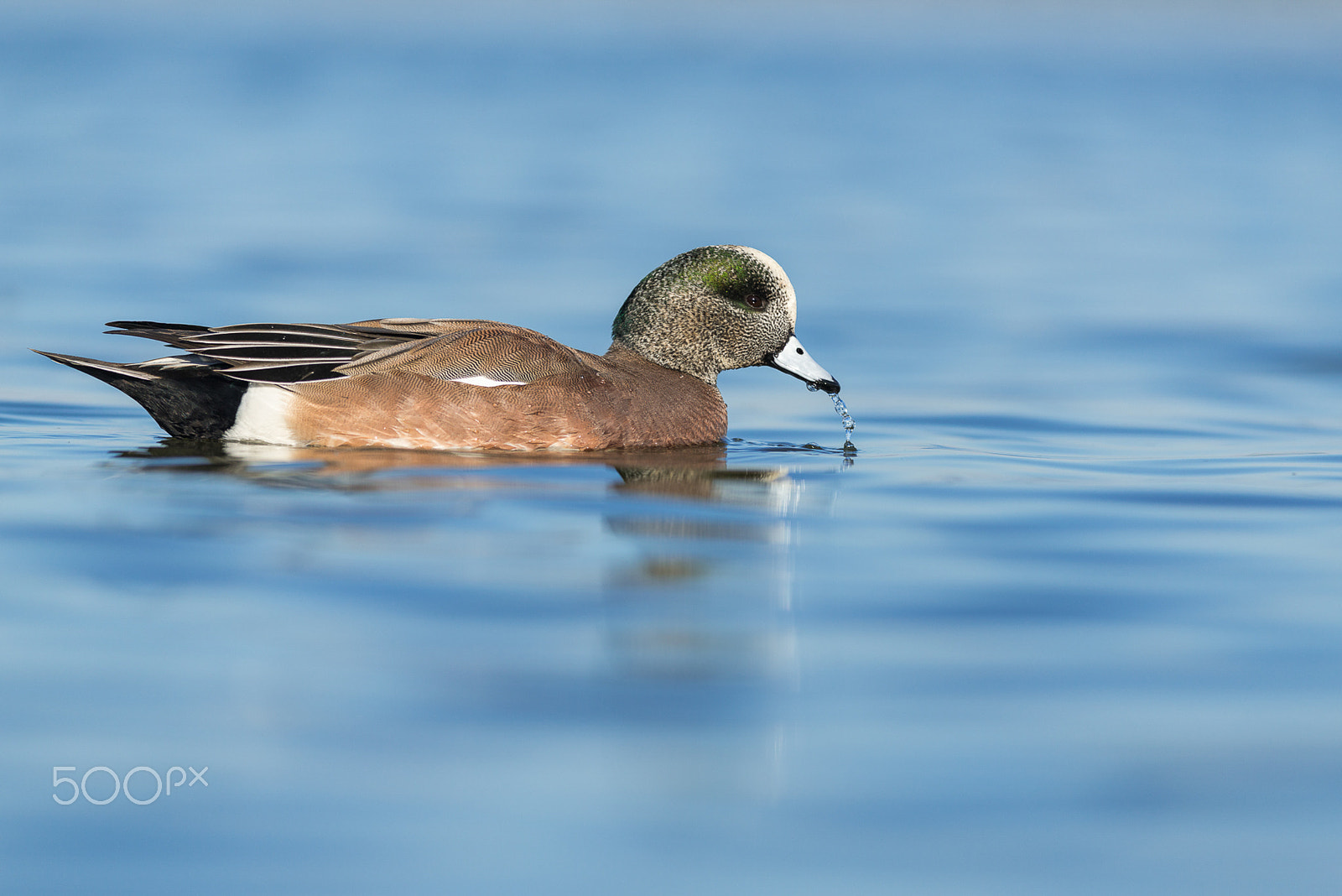 Nikon D800E + Nikon AF-S Nikkor 300mm F4D ED-IF sample photo. A sipping  wigeon photography
