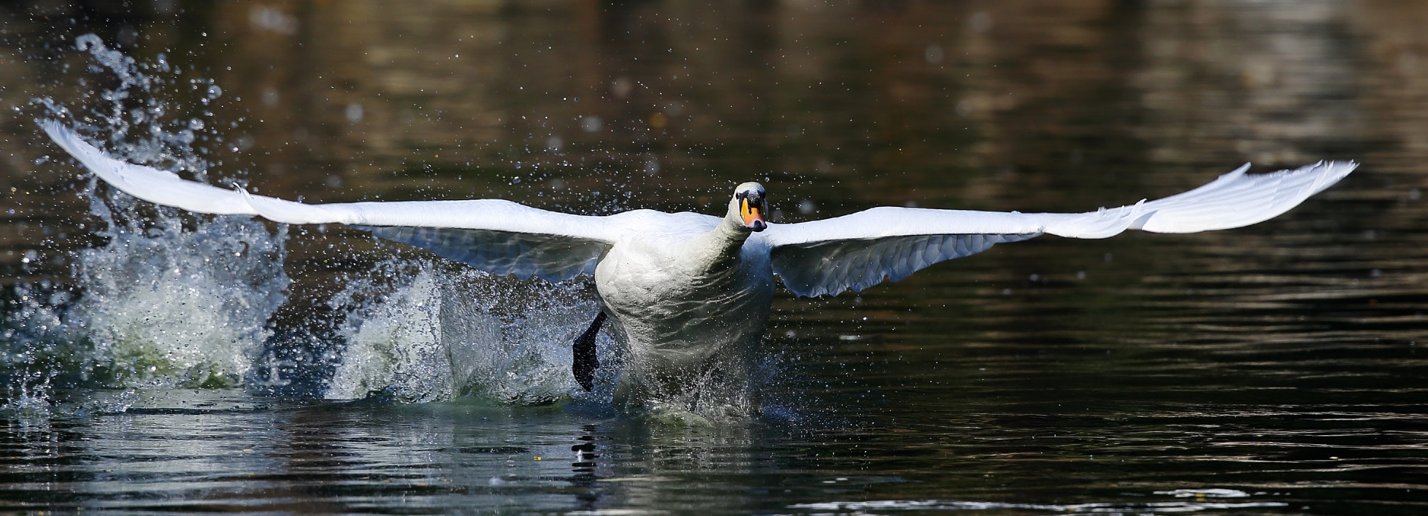 Canon EF 300mm F2.8L IS II USM sample photo. Cygnus olor photography