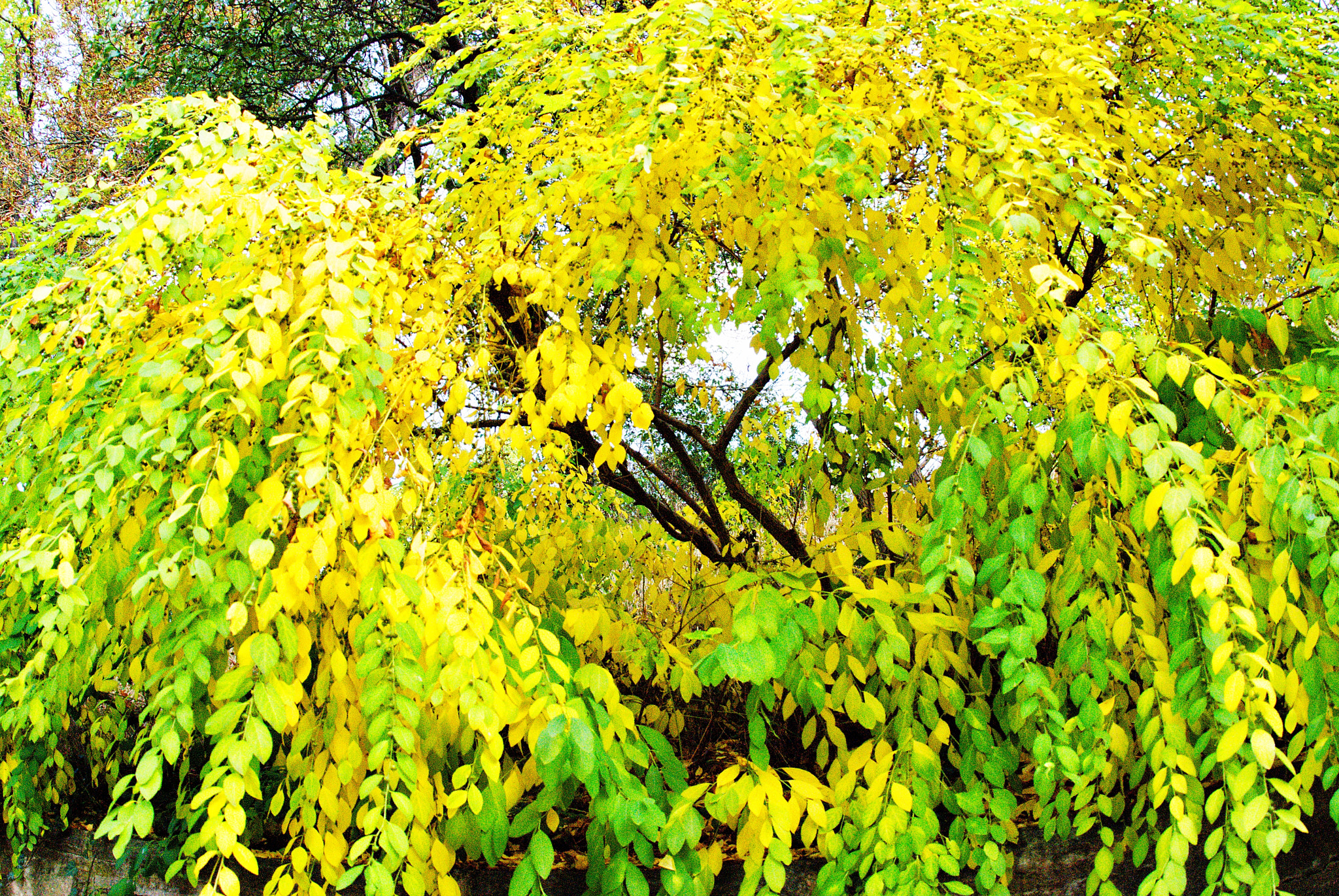 Nikon D80 + Nikon AF Fisheye-Nikkor 16mm F2.8D sample photo. Autumn in botanical garden photography
