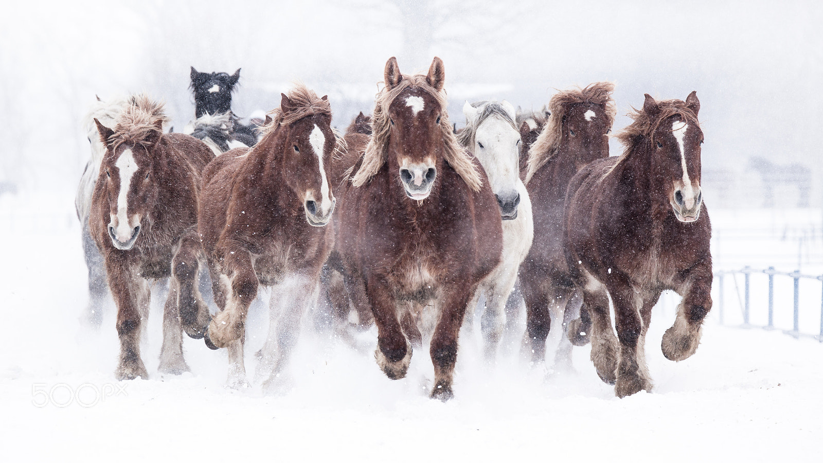 Tamron SP 150-600mm F5-6.3 Di VC USD sample photo. Products of hokkaido horse photography