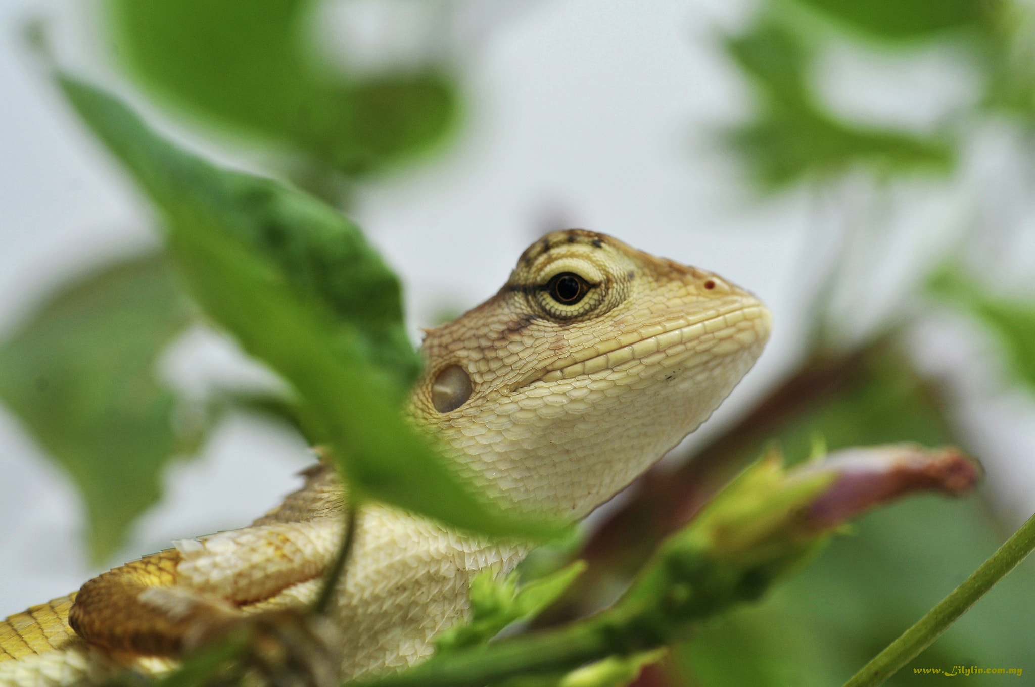 Nikon D300 + Nikon AF Nikkor 50mm F1.8D sample photo. My friend... photography