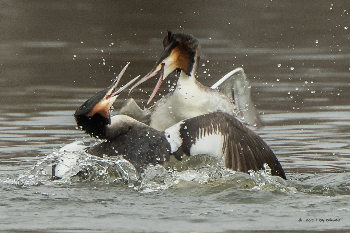 Canon EF 500mm F4L IS USM sample photo. Ambras photography