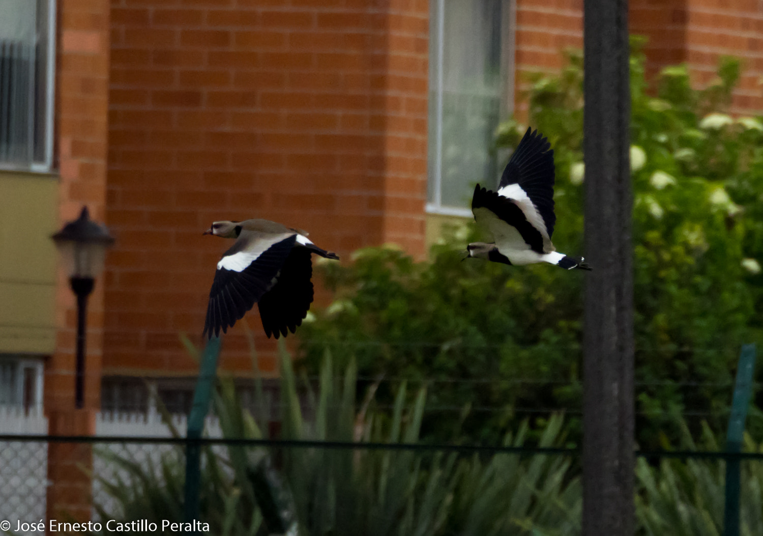 Olympus OM-D E-M1 sample photo. Southern lapwing-vanellus chilensis ( alcaraban) photography