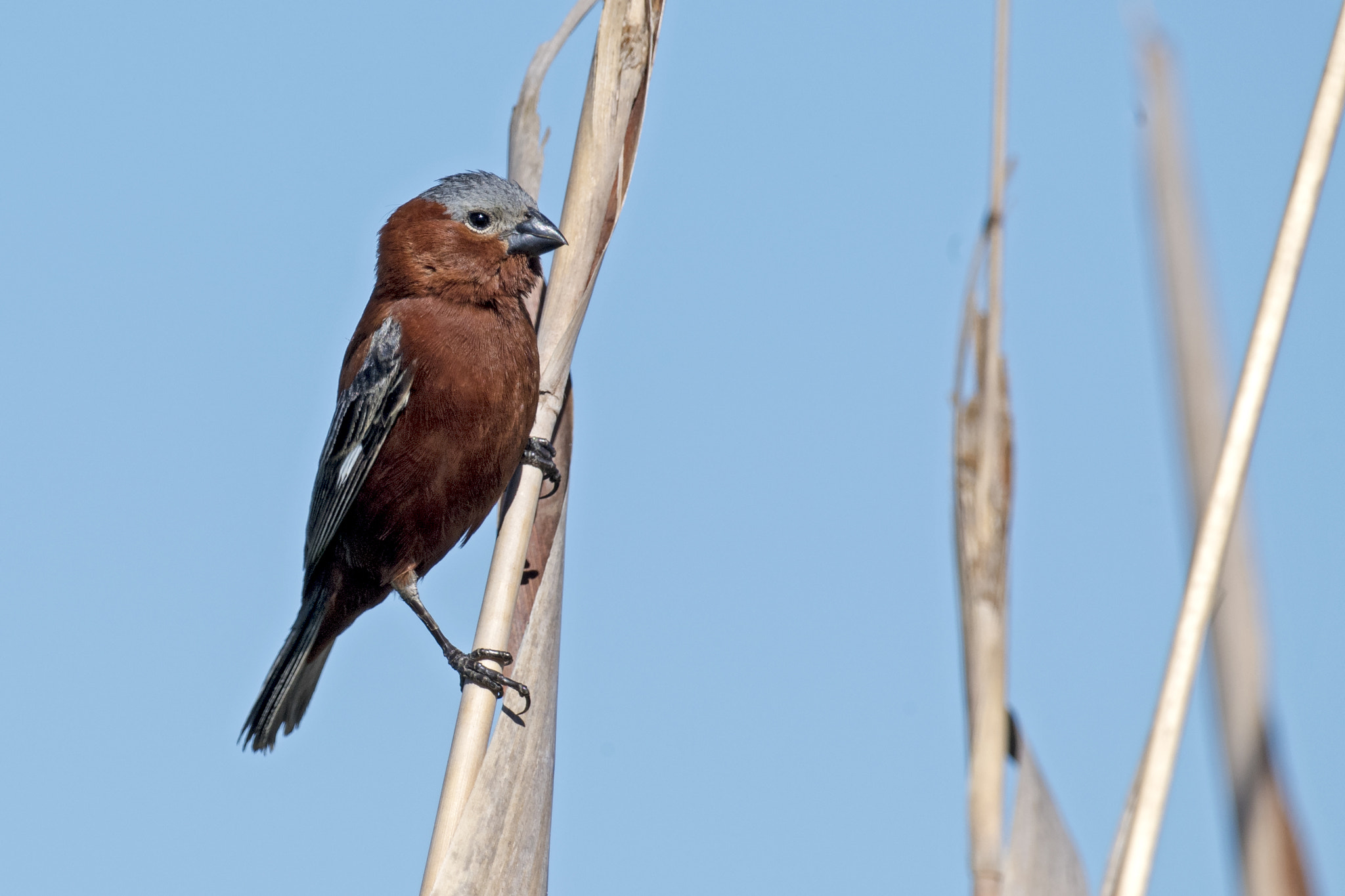 Nikon D5 + Nikon AF-S Nikkor 800mm F5.6E FL ED VR sample photo. Chestnut seedeater photography