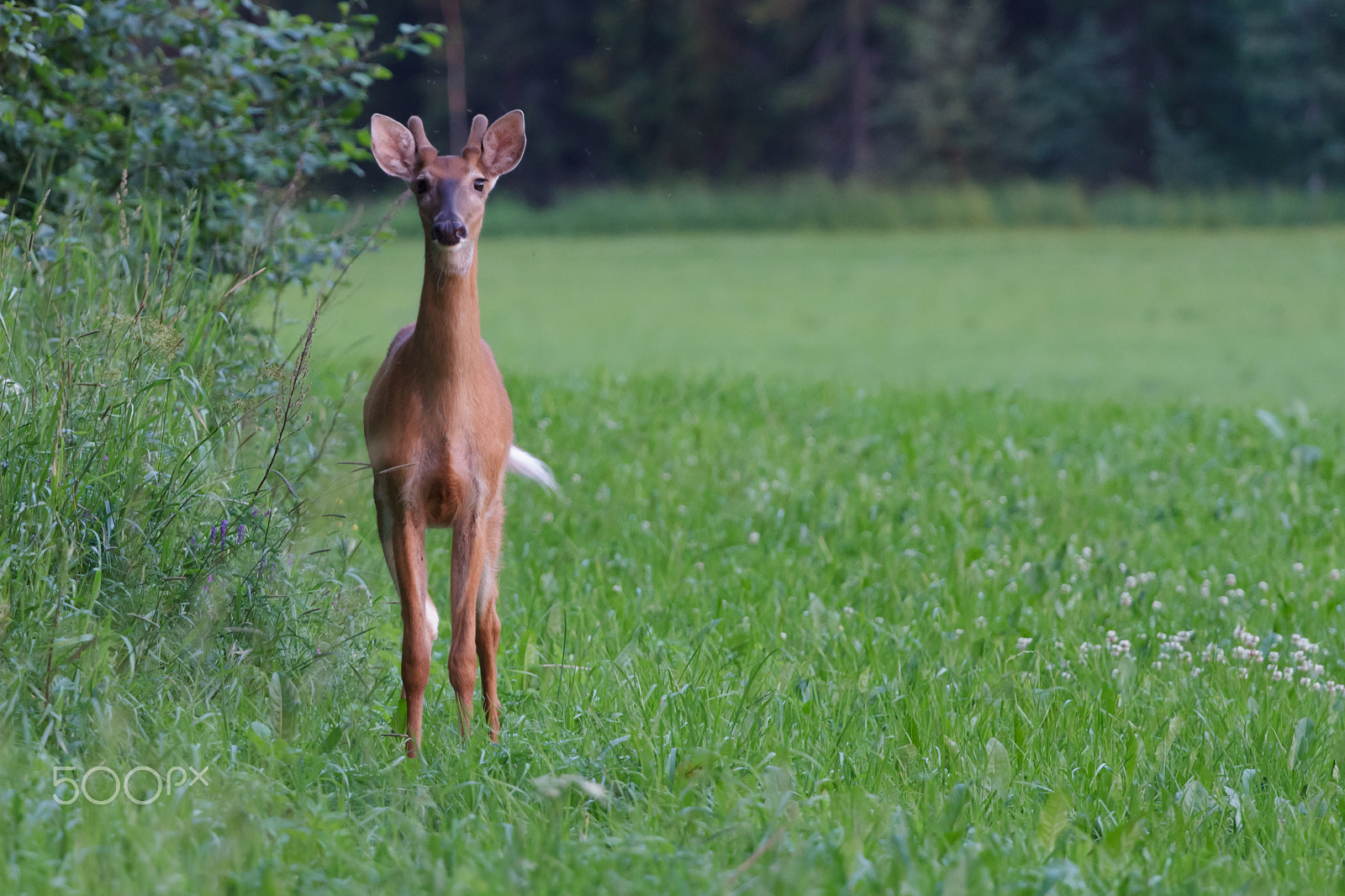 Canon EOS 60D + Canon EF 70-200mm F4L USM sample photo. White-tailed deer photography