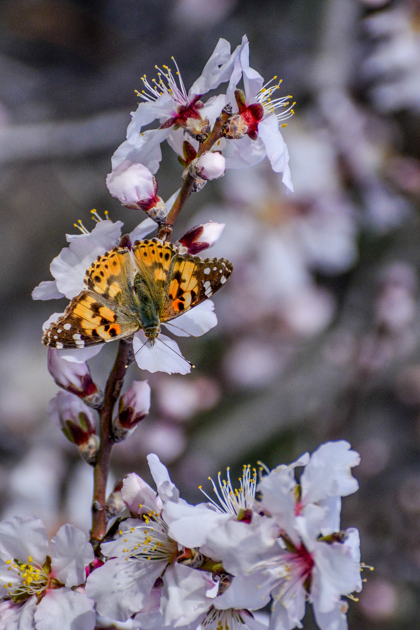 Nikon D800 sample photo. Spring is here - almond trees photography