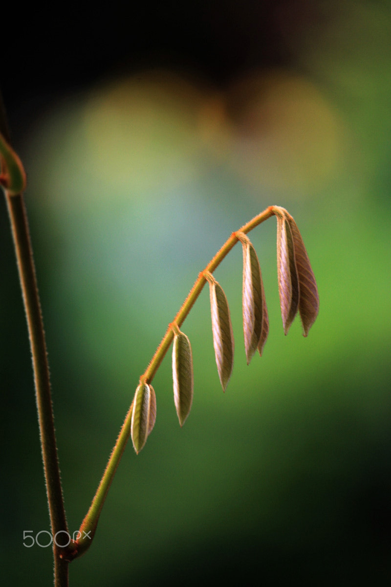 Canon EF-S 55-250mm F4-5.6 IS STM sample photo. Humbled photography