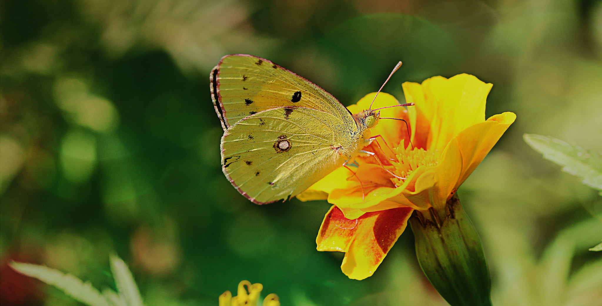 Canon EOS 70D + Sigma 105mm F2.8 EX DG OS HSM sample photo. Butterfly with bokeh photography