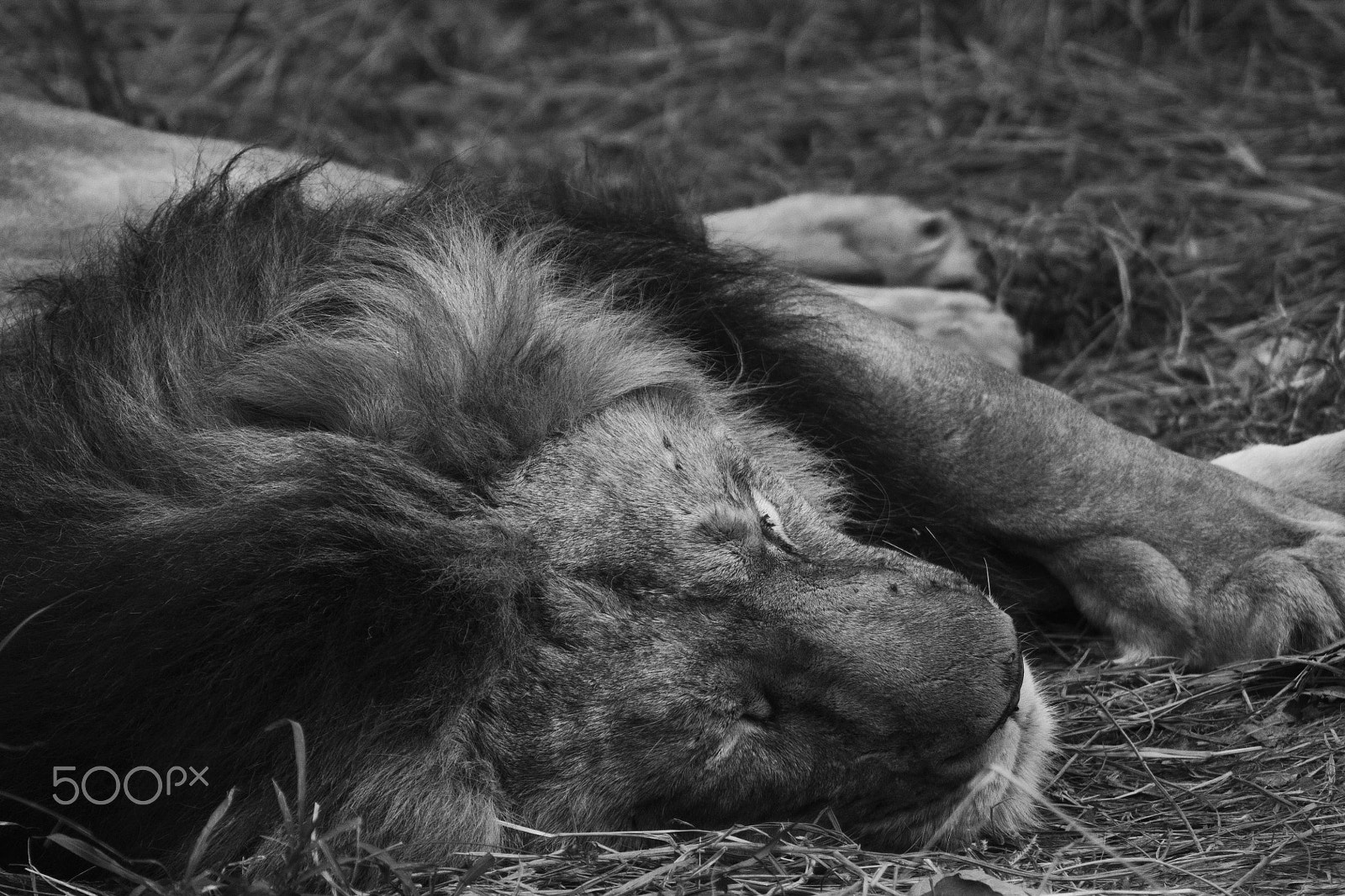 Canon EOS 1100D (EOS Rebel T3 / EOS Kiss X50) sample photo. Lion photography