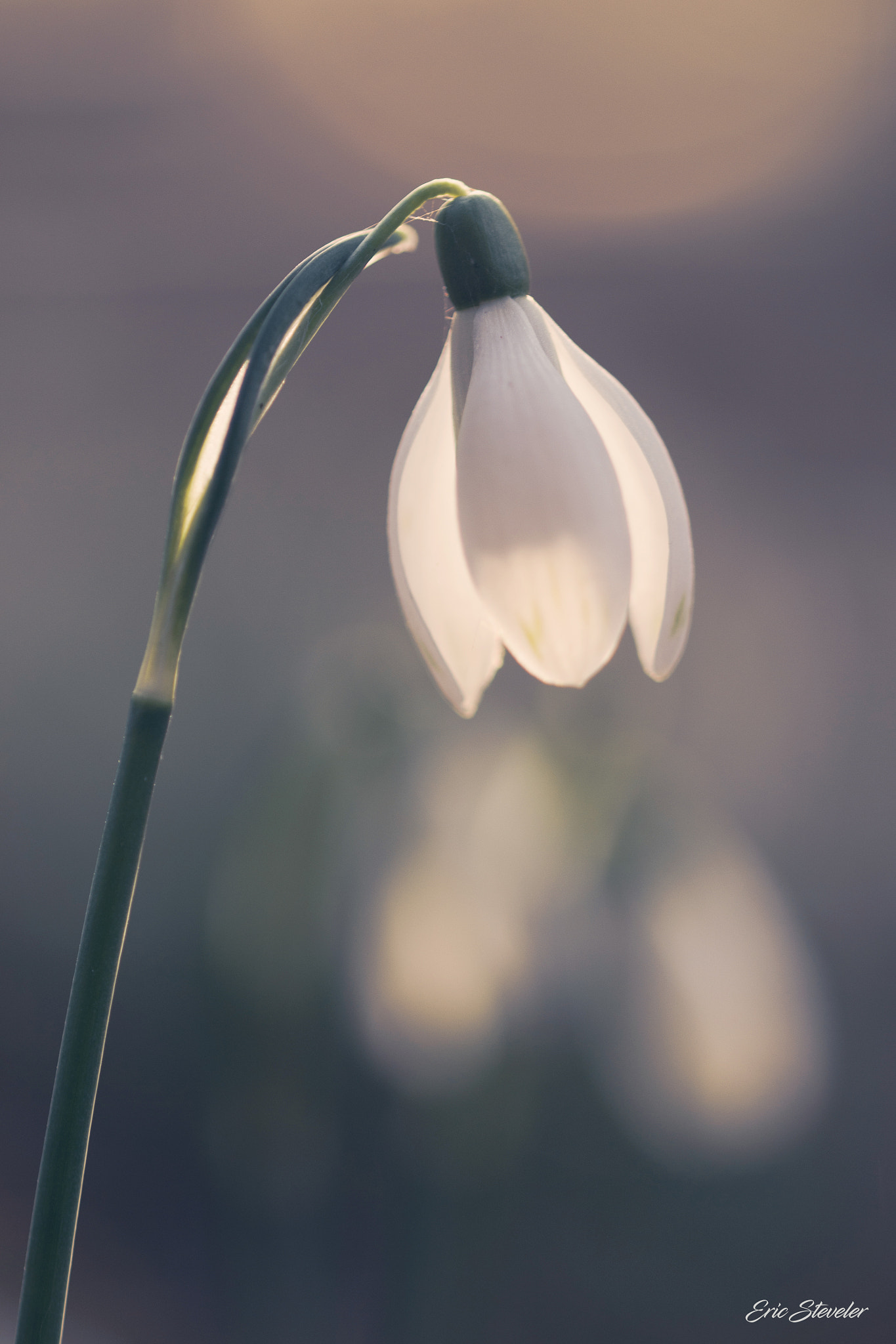 Sigma 105mm F2.8 EX DG OS HSM sample photo. Softness photography