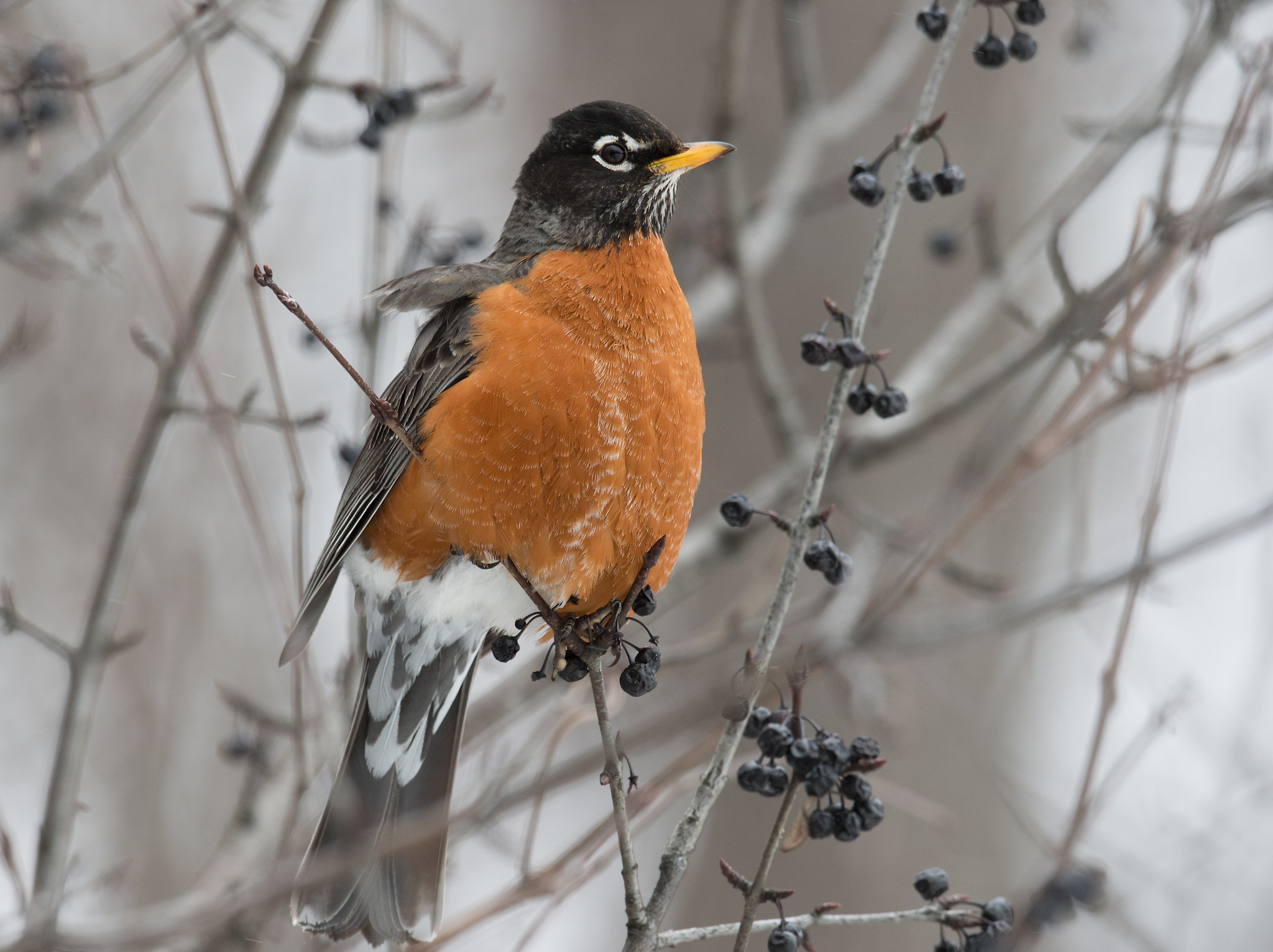 Nikon AF-S Nikkor 800mm F5.6E FL ED VR sample photo. Merle d'amerique, turdus migratorius, american robin photography