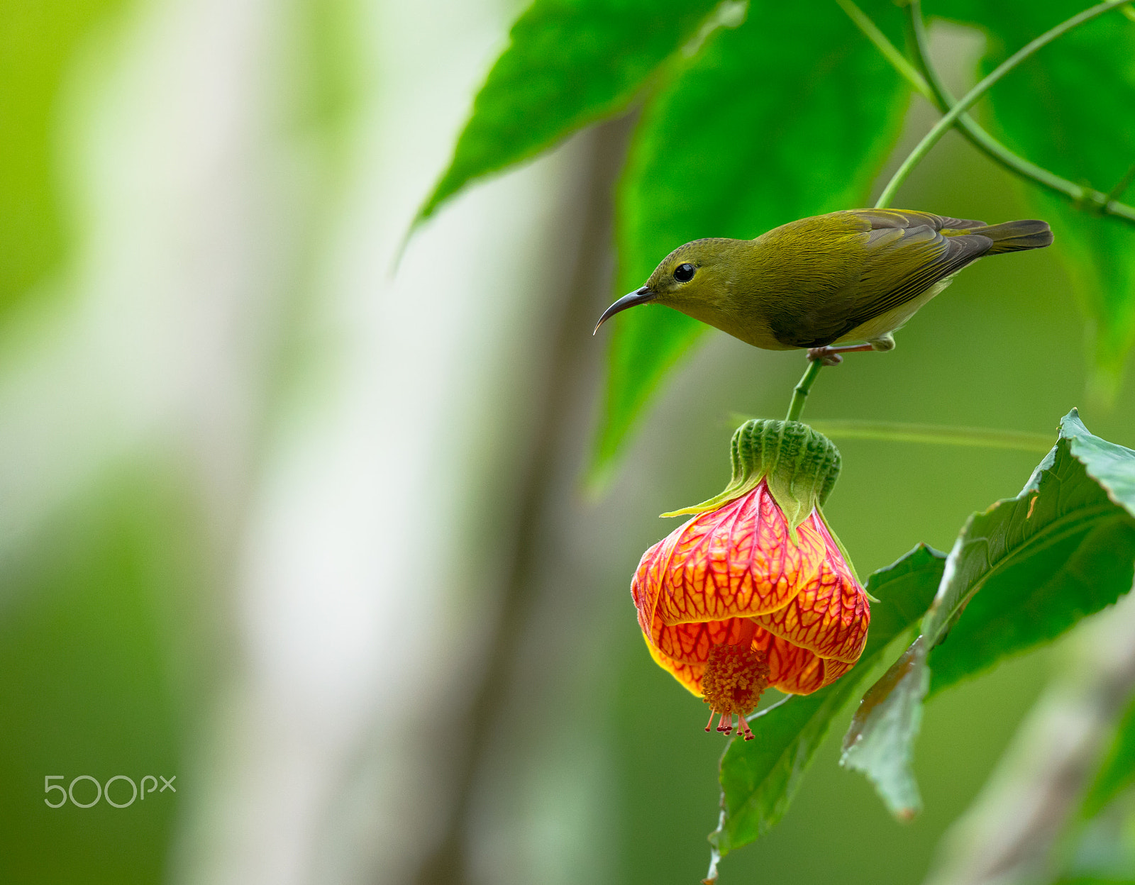 Canon EOS-1D X + Canon EF 300mm F2.8L IS II USM sample photo. Striped abutilon with sunbird(female) photography