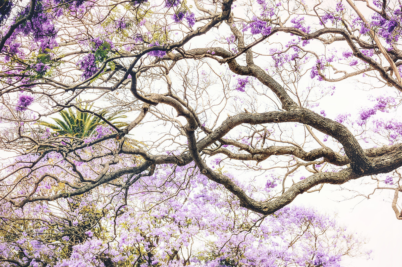 Canon EOS 5DS R + Canon EF 70-200mm F4L USM sample photo. Jacaranda i photography