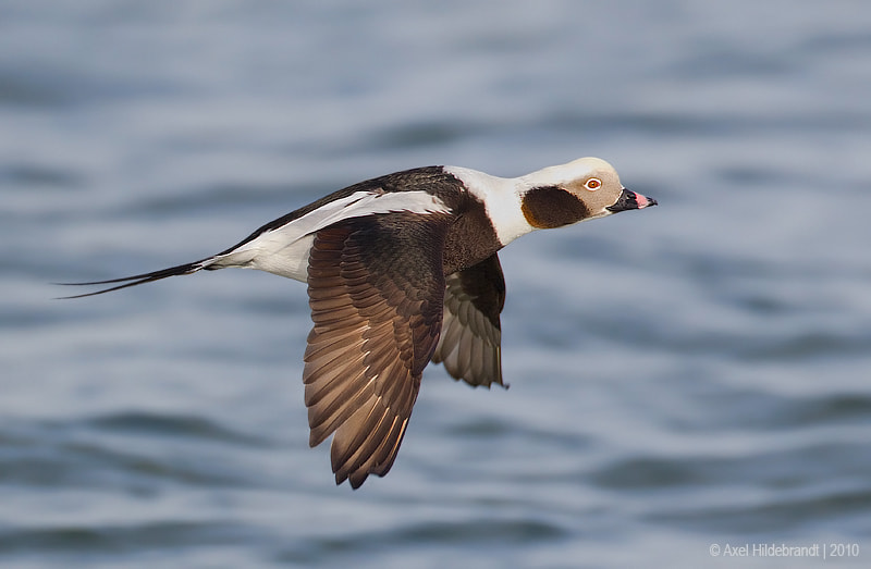 Canon EF 500mm F4L IS USM sample photo. Long-tailed duck photography