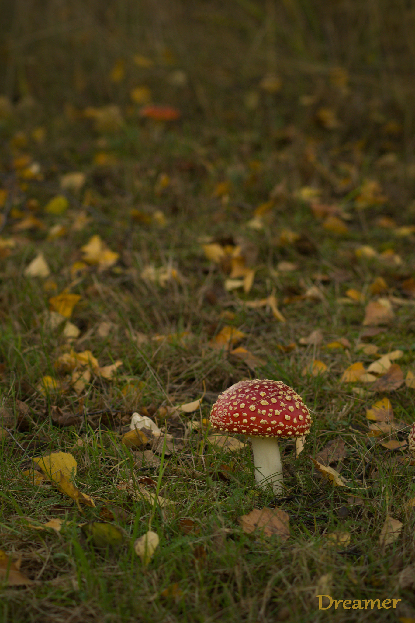 70.00 - 300.00 mm f/4.0 - 5.6 sample photo. Dsc photography