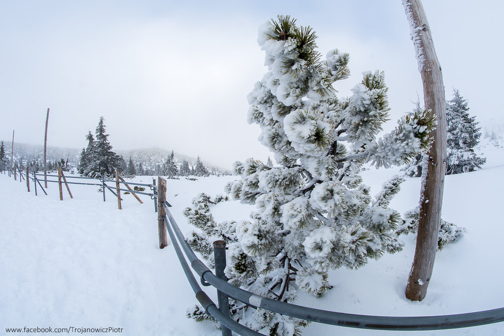 Nikon D7100 + Samyang 8mm F3.5 Aspherical IF MC Fisheye sample photo. Zima photography