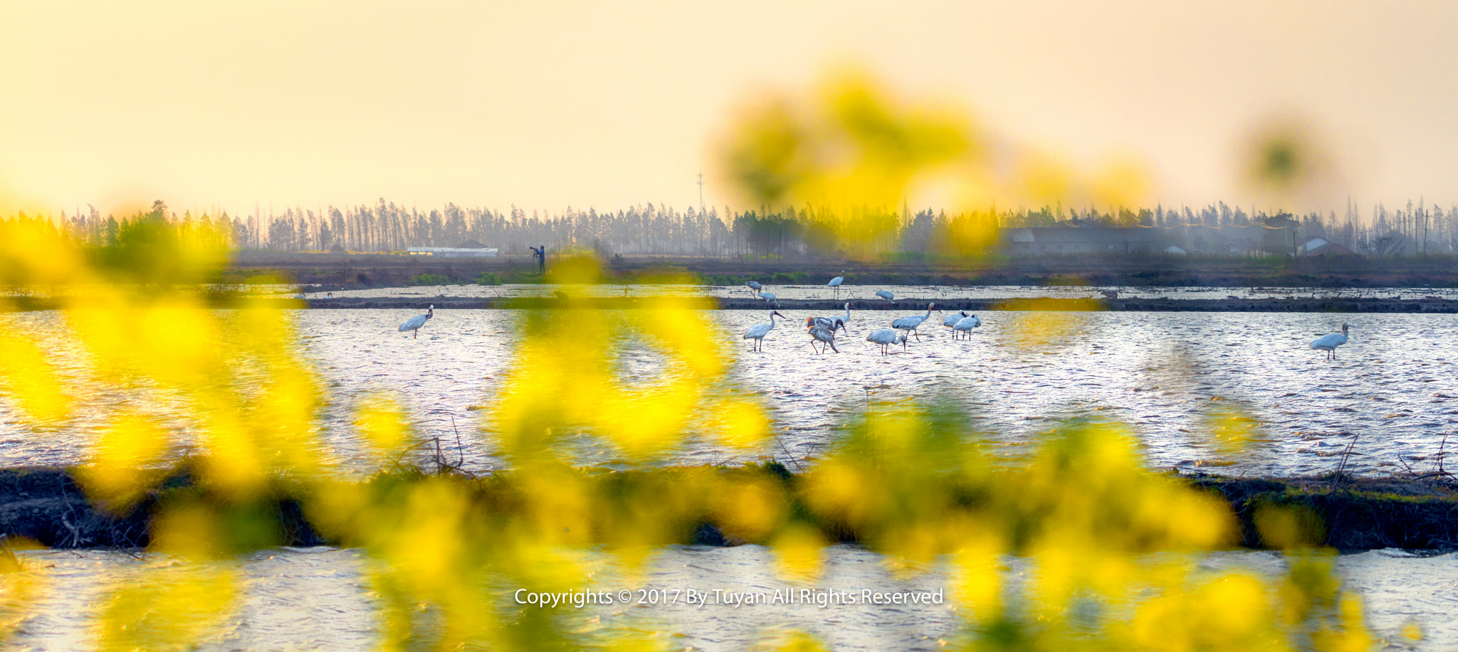 Canon EOS 5DS R sample photo. 朝颜花开，风中缠绵。临水弄碧，态度雅娴。知君路过，垂露眼前。轻颦浅笑，静美不言… photography