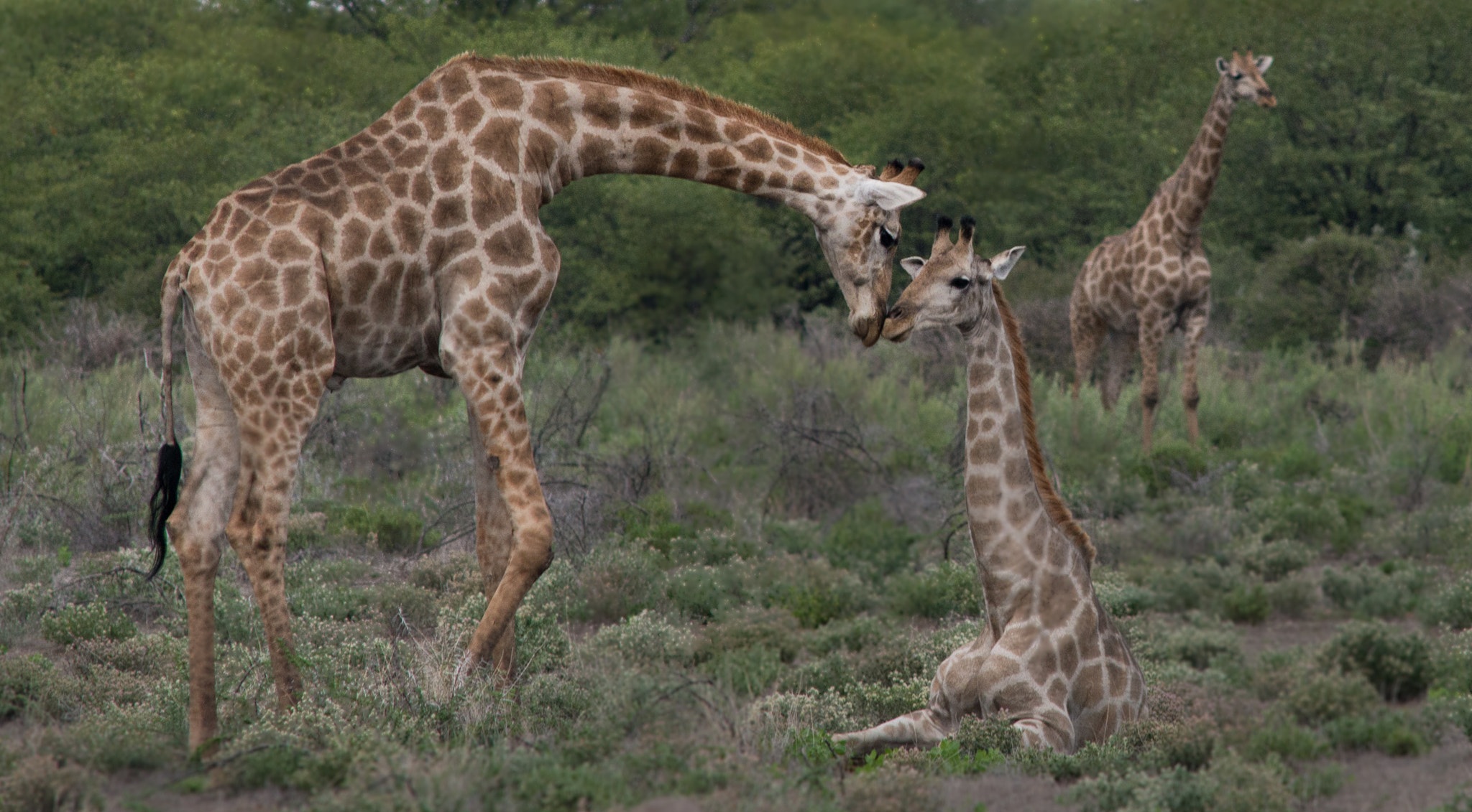 Nikon D800 + AF Nikkor 300mm f/4 IF-ED sample photo. Tenderness photography