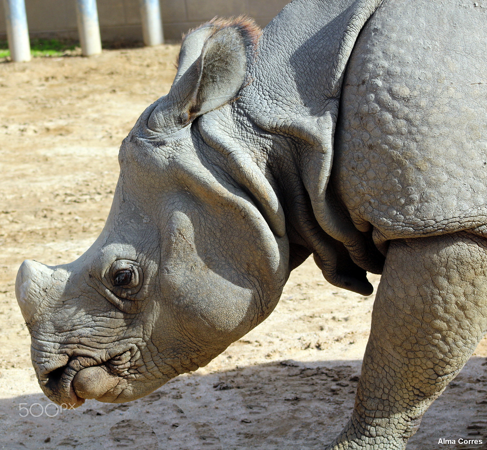Canon EF 75-300mm f/4-5.6 USM sample photo. White rhino photography