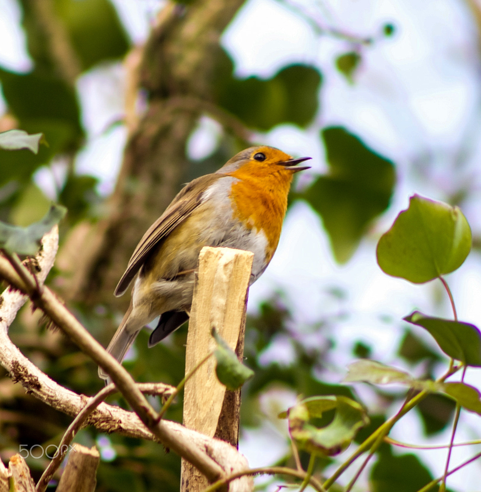 Canon EOS 6D + Canon EF 75-300mm f/4-5.6 USM sample photo. Singing robin photography