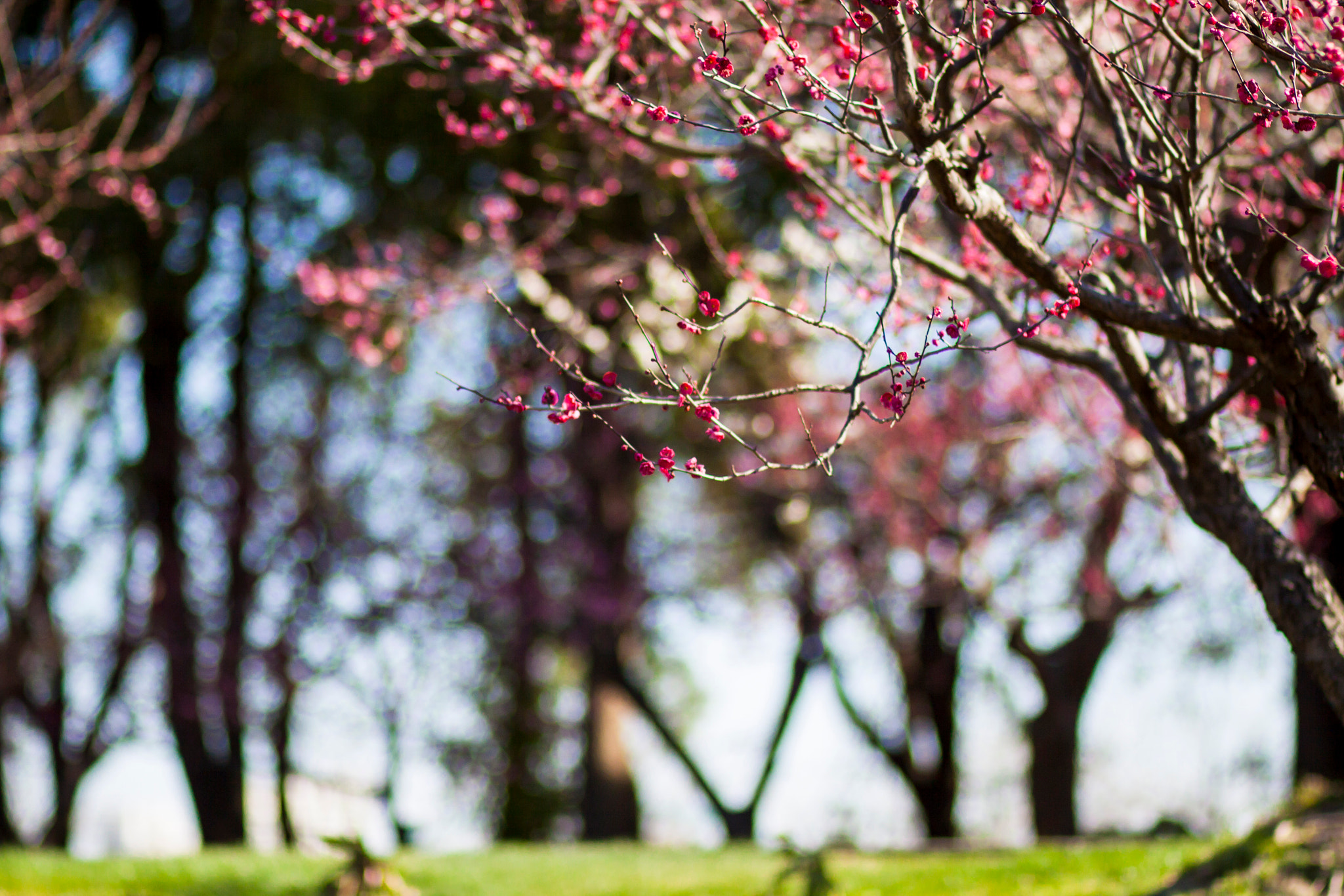 Canon EOS 50D + Canon EF 85mm F1.8 USM sample photo. Plum tree photography