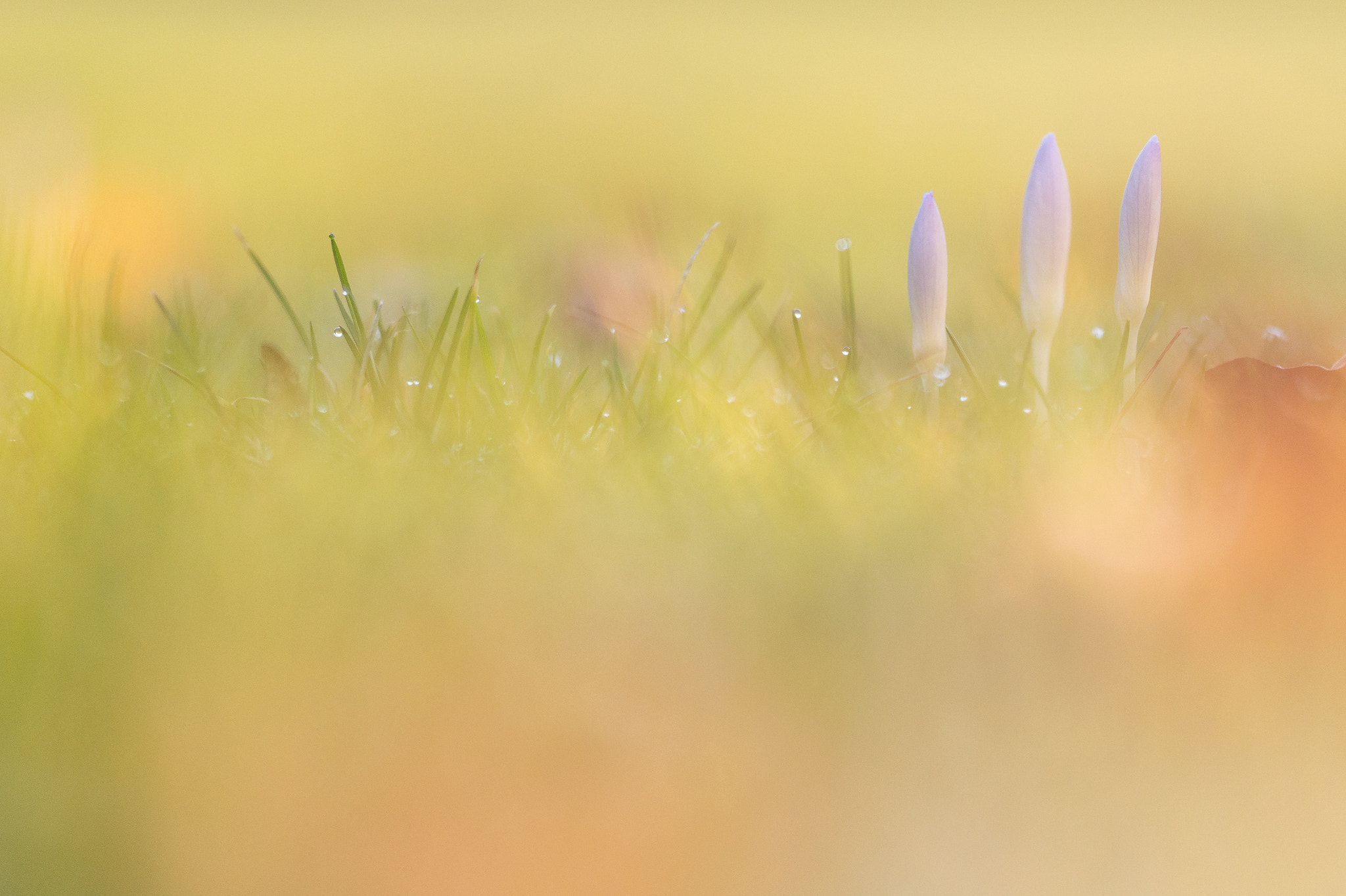 Sigma 150mm F2.8 EX DG Macro HSM sample photo. Springtime photography