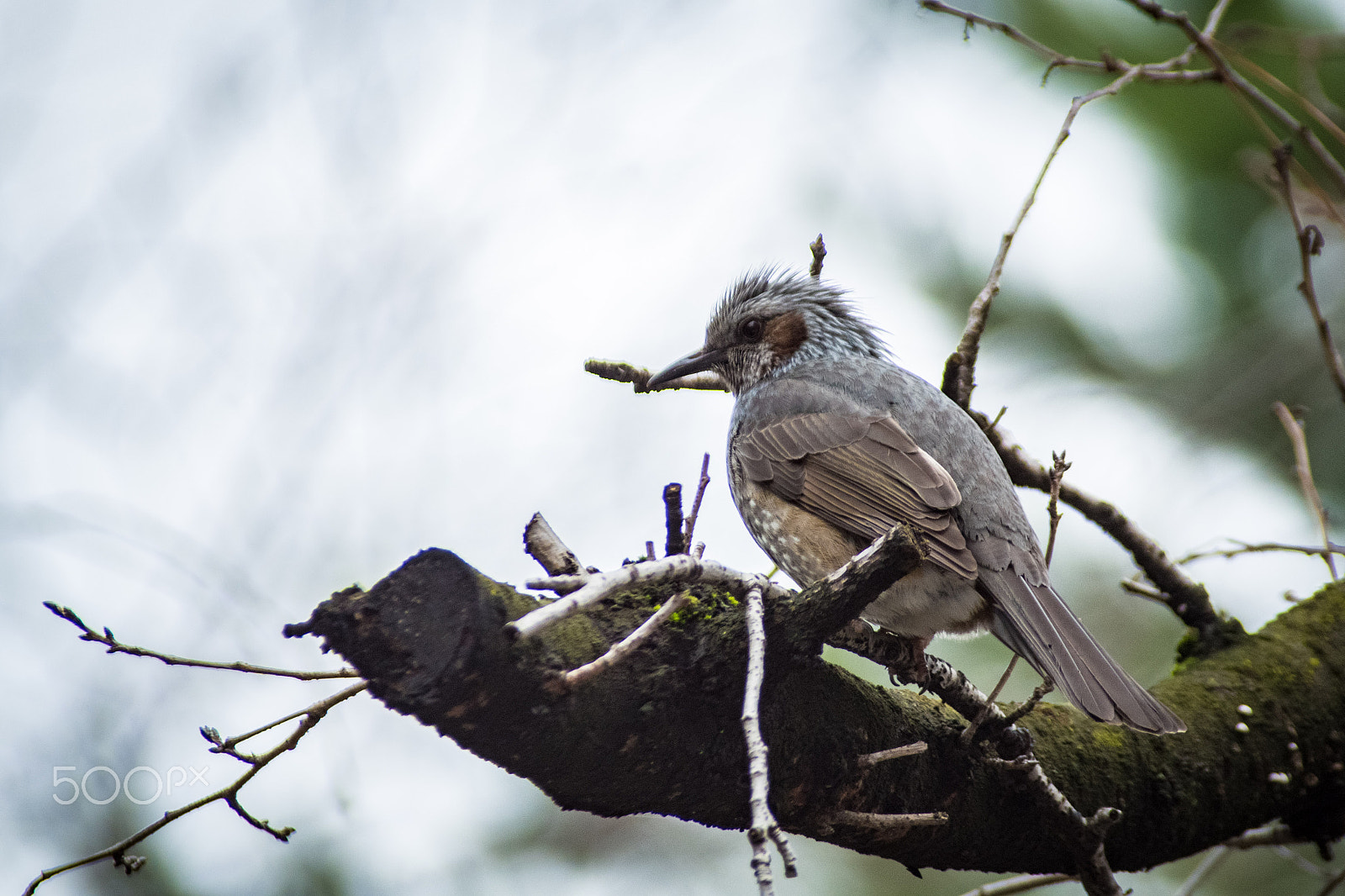 Pentax K-S2 + Sigma sample photo. Brown-eared bulbul photography