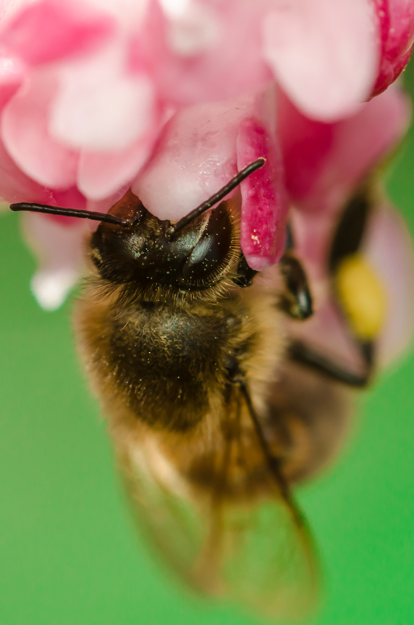 Nikon D7000 + Sigma 105mm F2.8 EX DG Macro sample photo. Apis mellifera photography