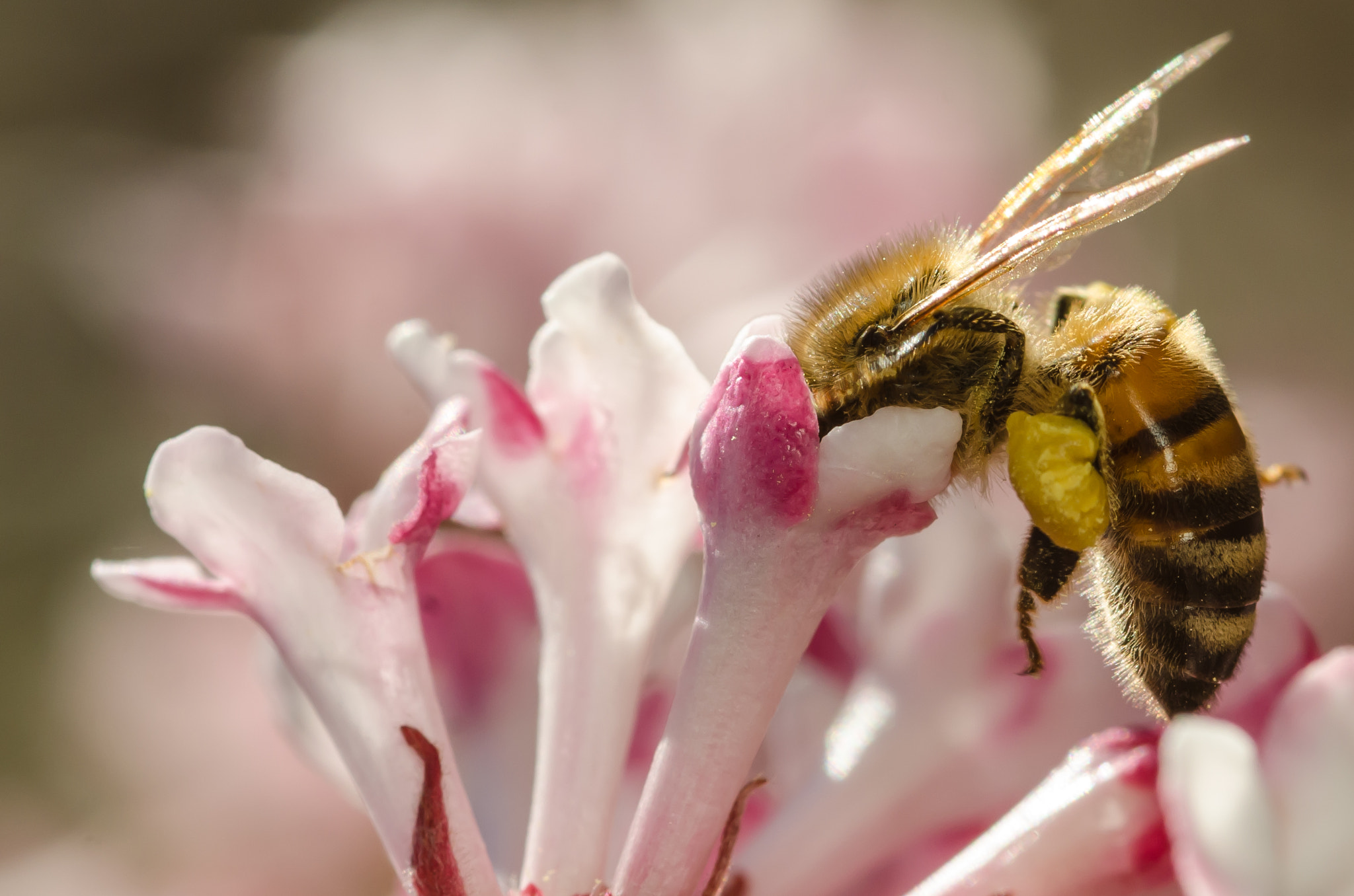 Nikon D7000 + Sigma 105mm F2.8 EX DG Macro sample photo. Apis mellifera photography