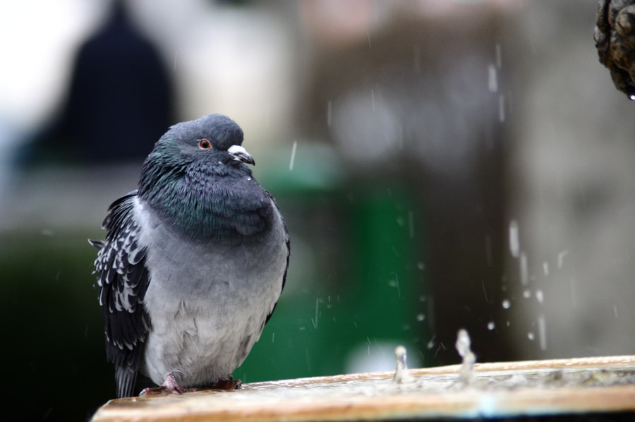 Nikon AF Nikkor 70-300mm F4-5.6G sample photo. Me pinta que va a llover photography
