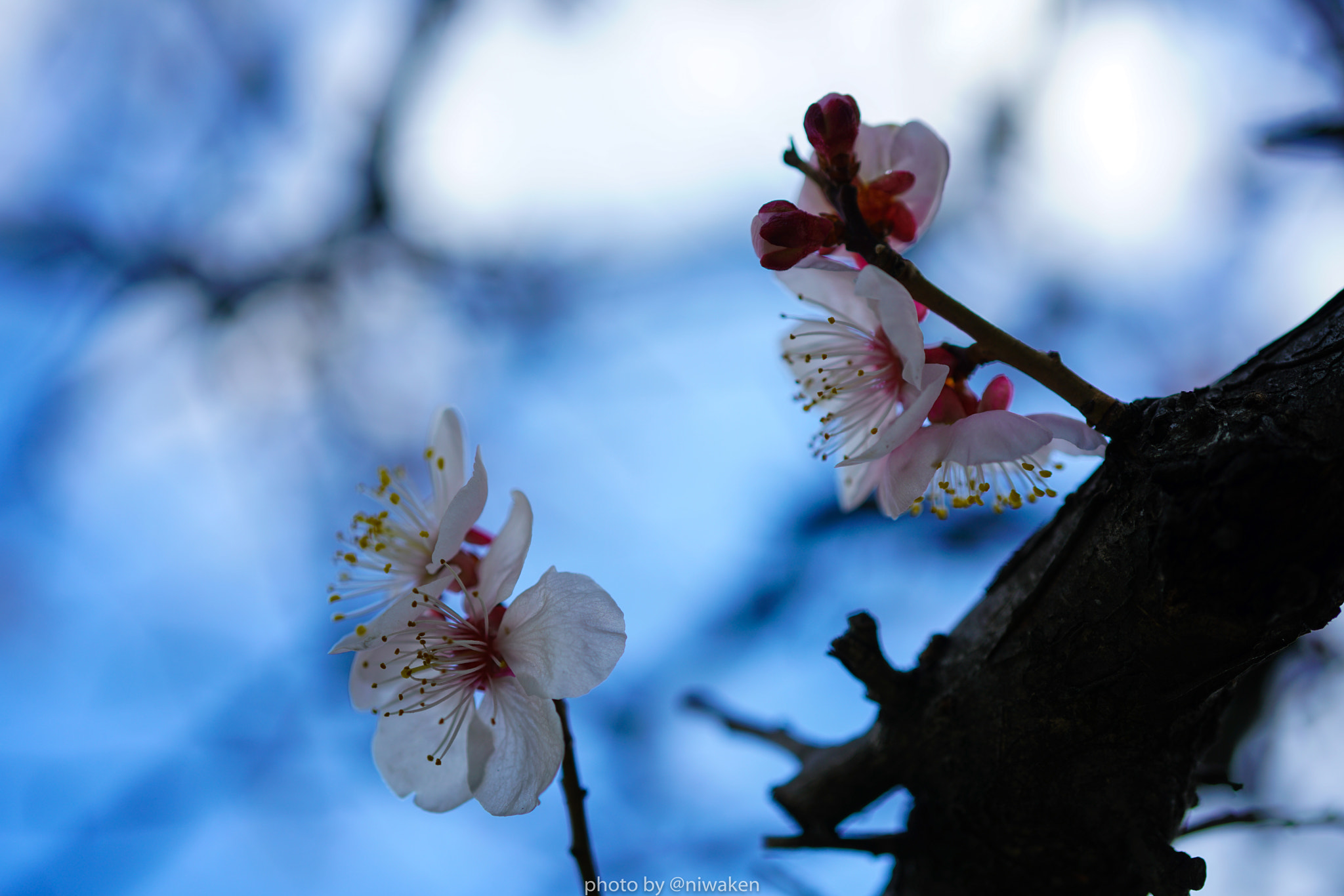 Sony FE 50mm F2.8 Macro sample photo. 梅 photography