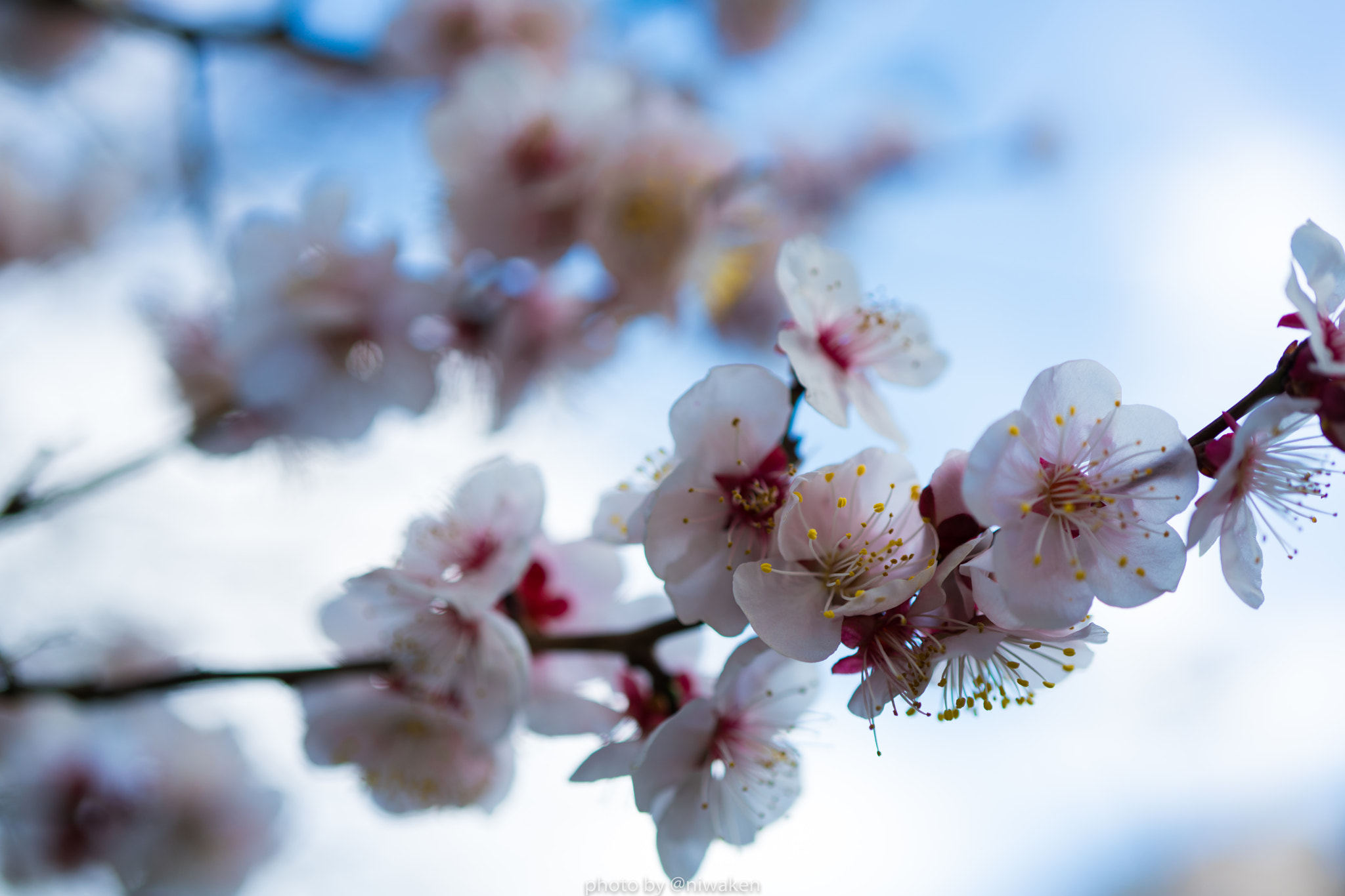 Sony FE 50mm F2.8 Macro sample photo. 梅 photography