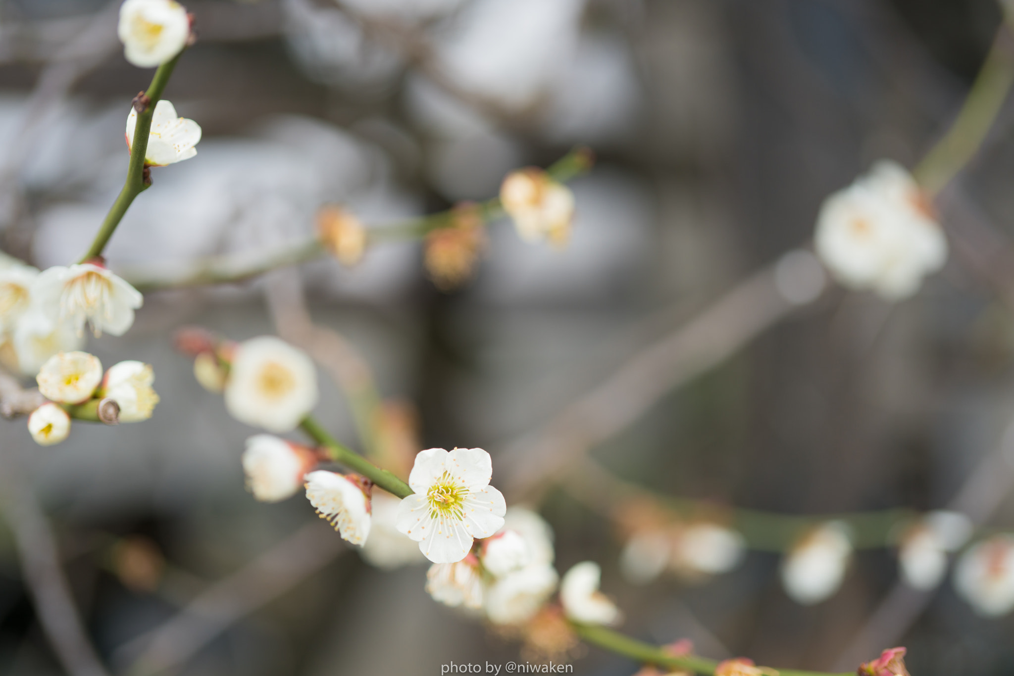 Sony FE 50mm F2.8 Macro sample photo. 梅 photography