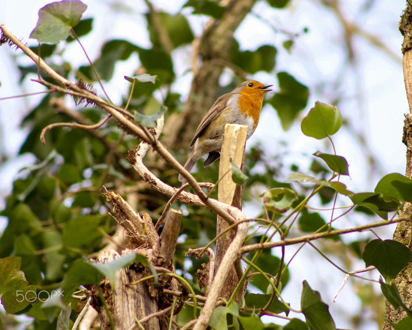 Canon EF 75-300mm f/4-5.6 USM sample photo. Singing robin photography