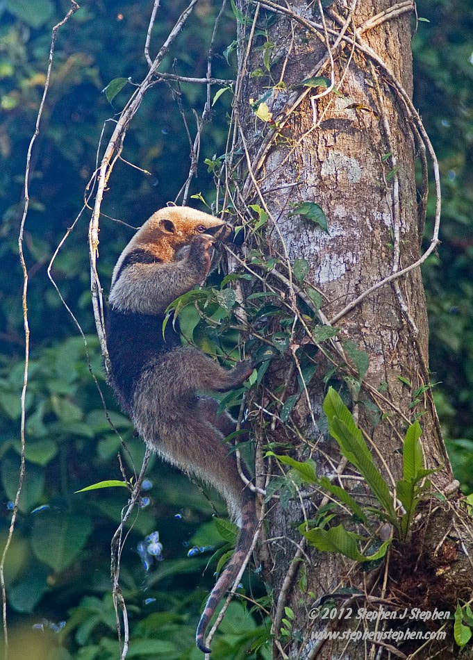 Canon EOS 7D + Canon EF 70-200mm F2.8L USM sample photo. Tamandua photography